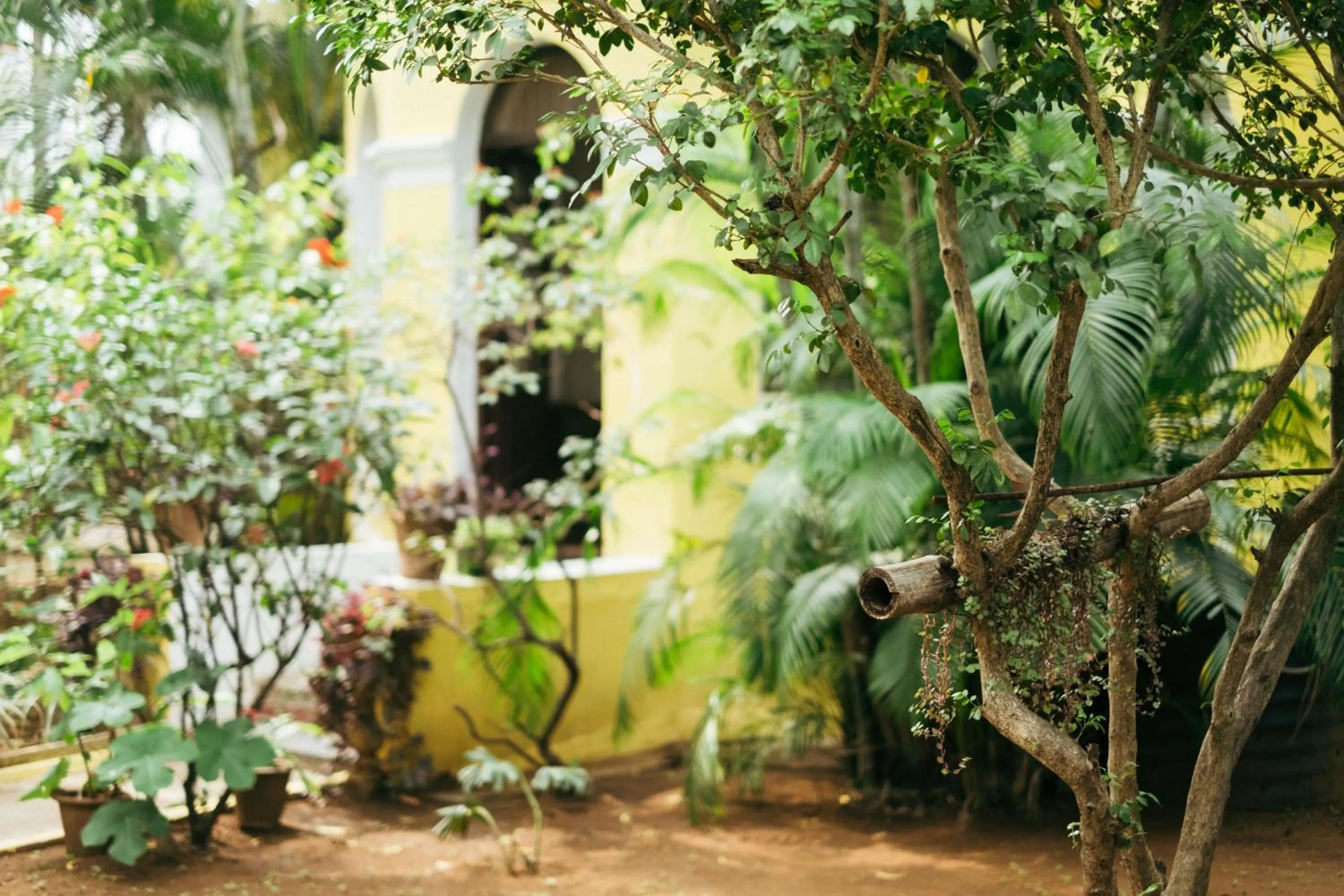 Spring in Laika Heritage Stay