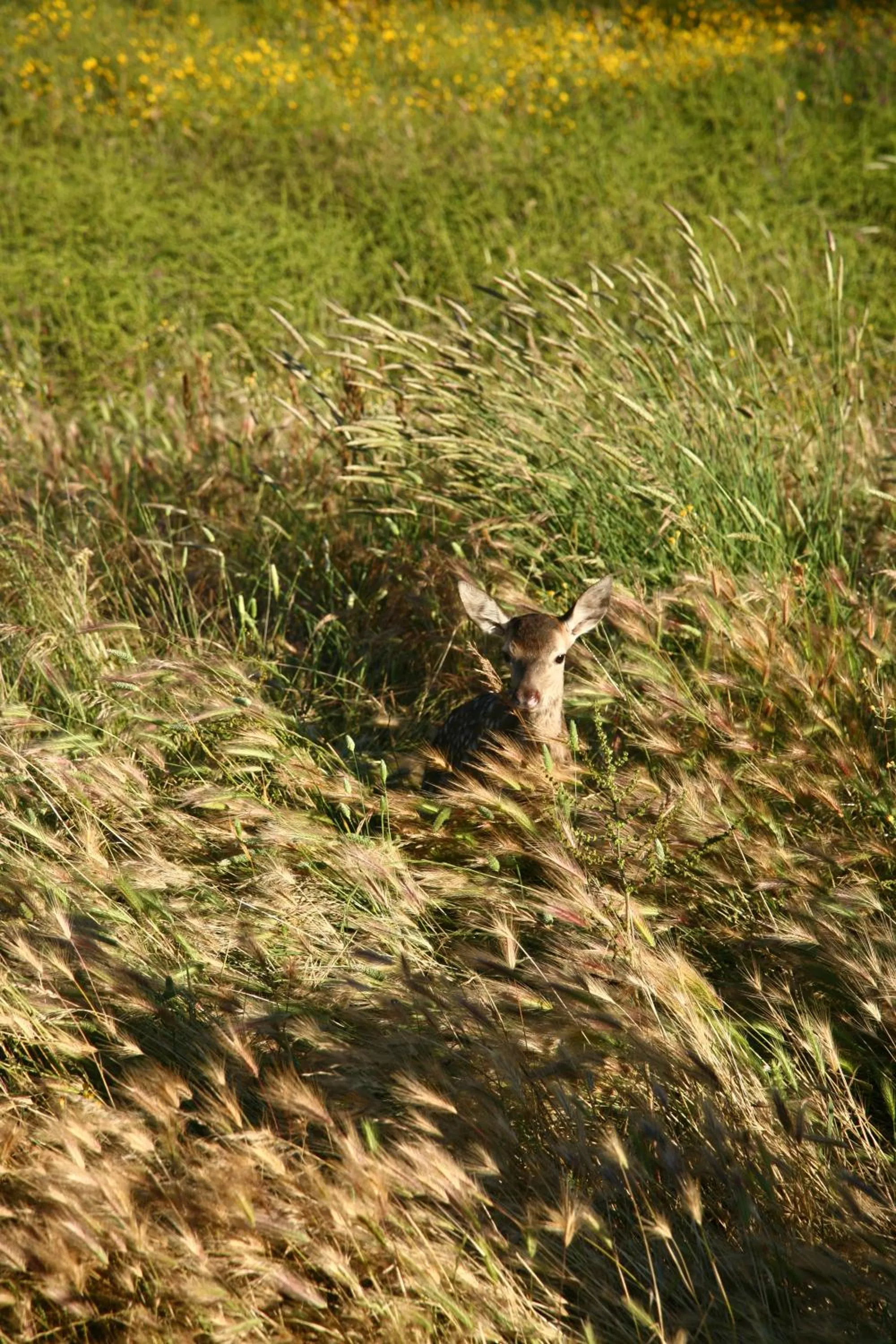 Animals in Hotel Valdepalacios Gourmand 5* GL