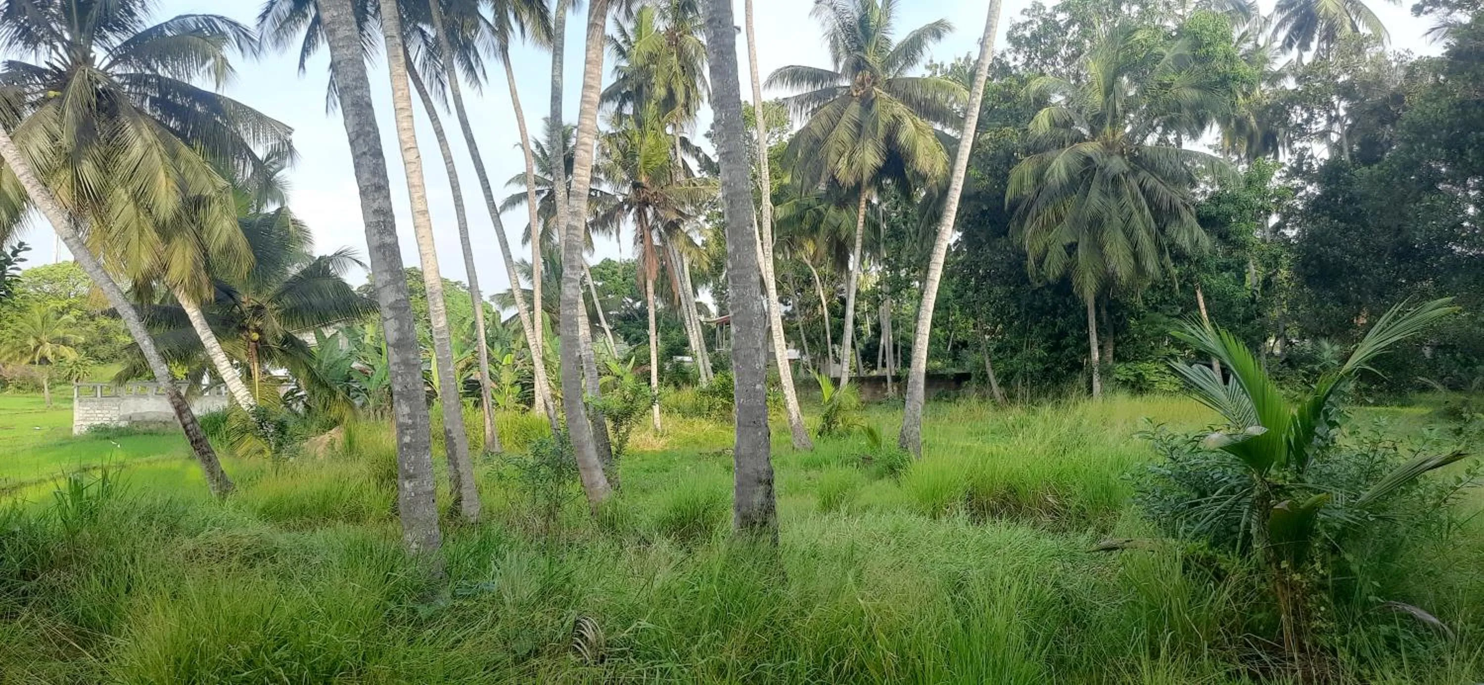 Natural landscape in Anuradhapura Kingdom View Resort