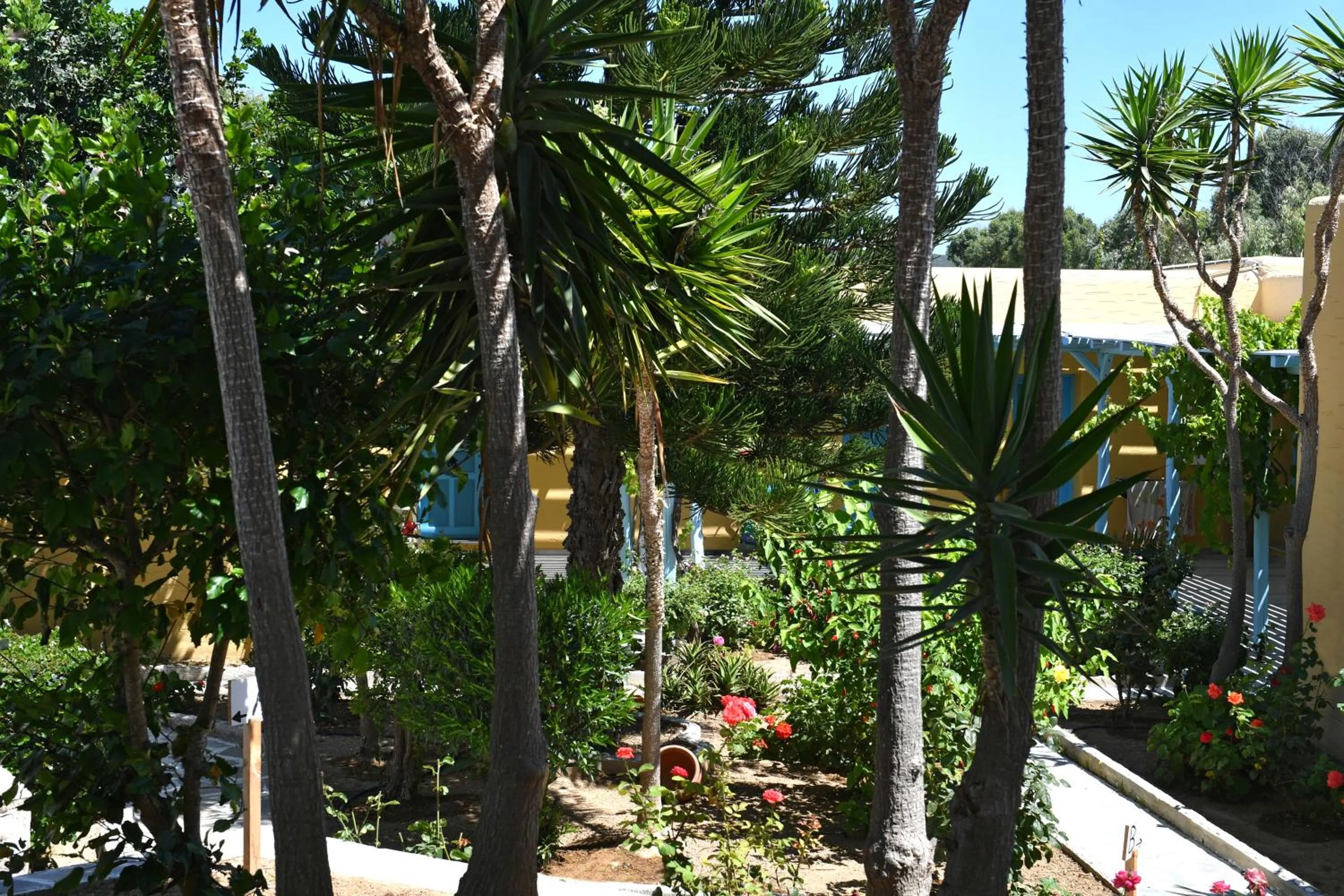 Garden in Surfing Beach Village Paros