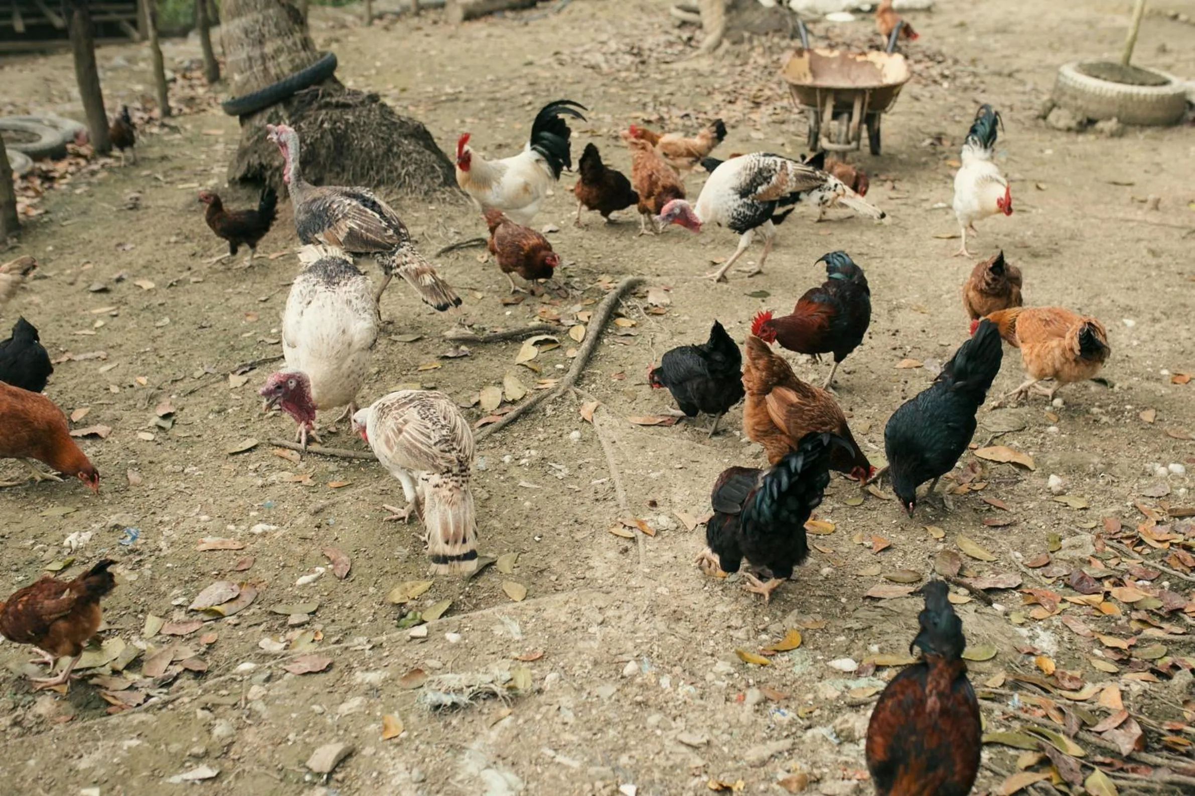 Animals in La Joya Farm Resort & Spa