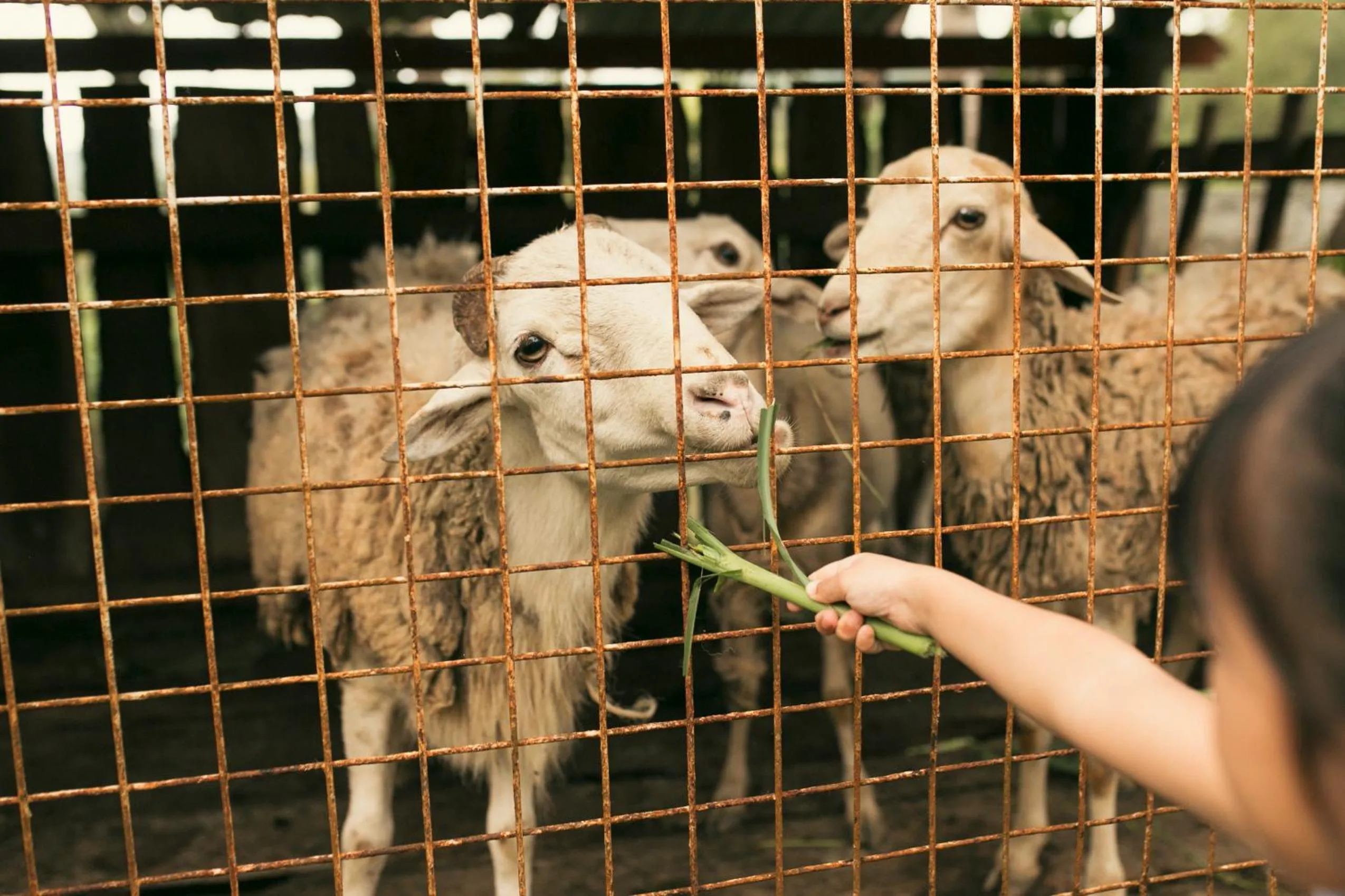 Animals in La Joya Farm Resort & Spa