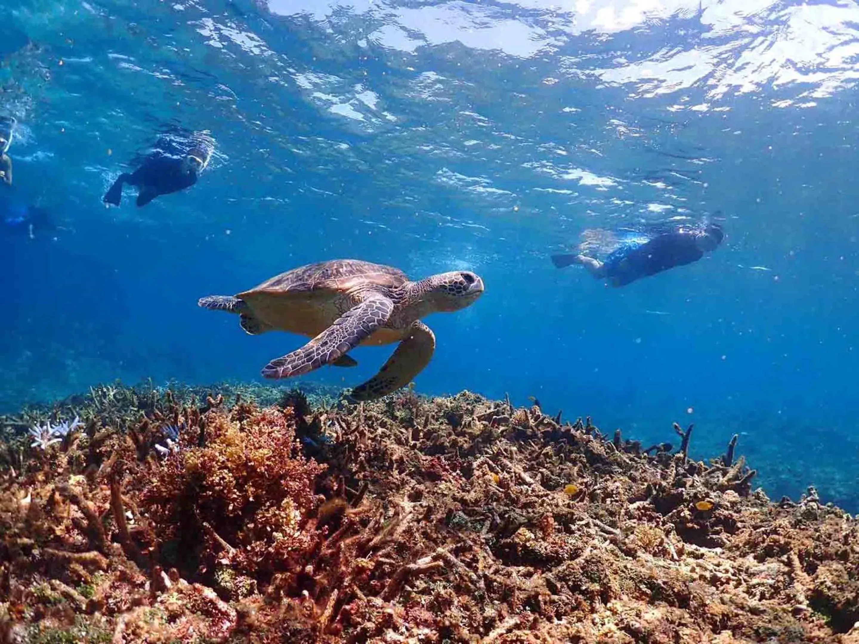 Activities in MORIYA iriomote HOTEL