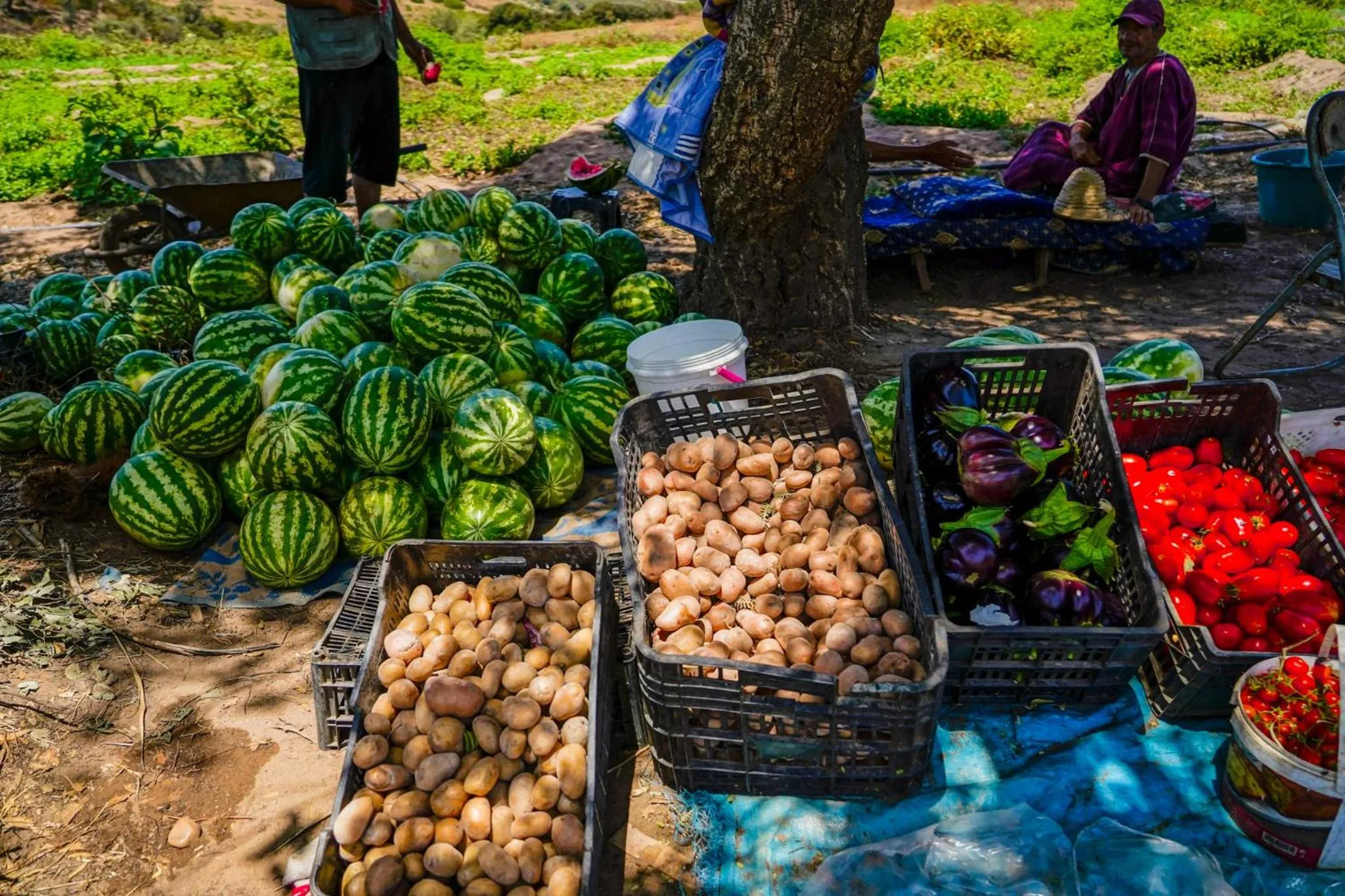 Garden in La Fiermontina Ocean