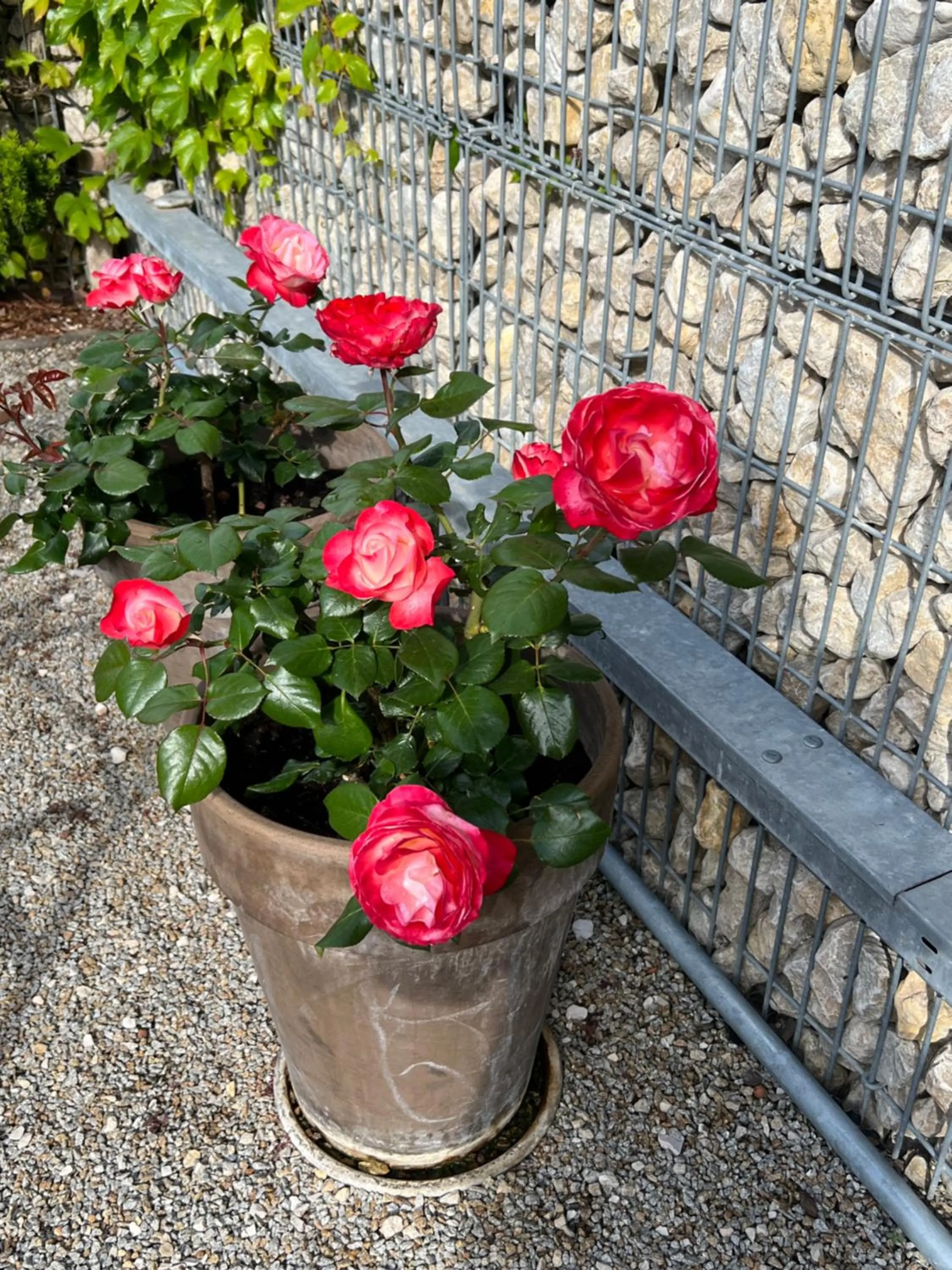 Garden view in Aparthotel Parsberg GreenDesign