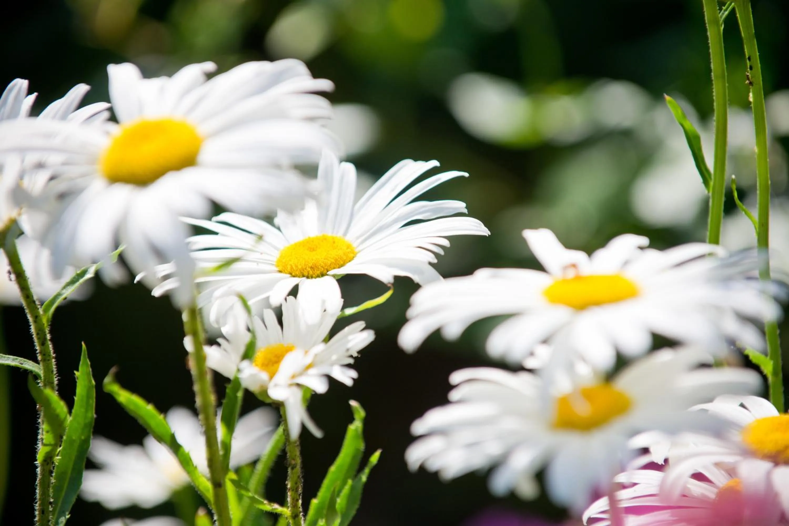 Garden in Aparthotel Parsberg GreenDesign