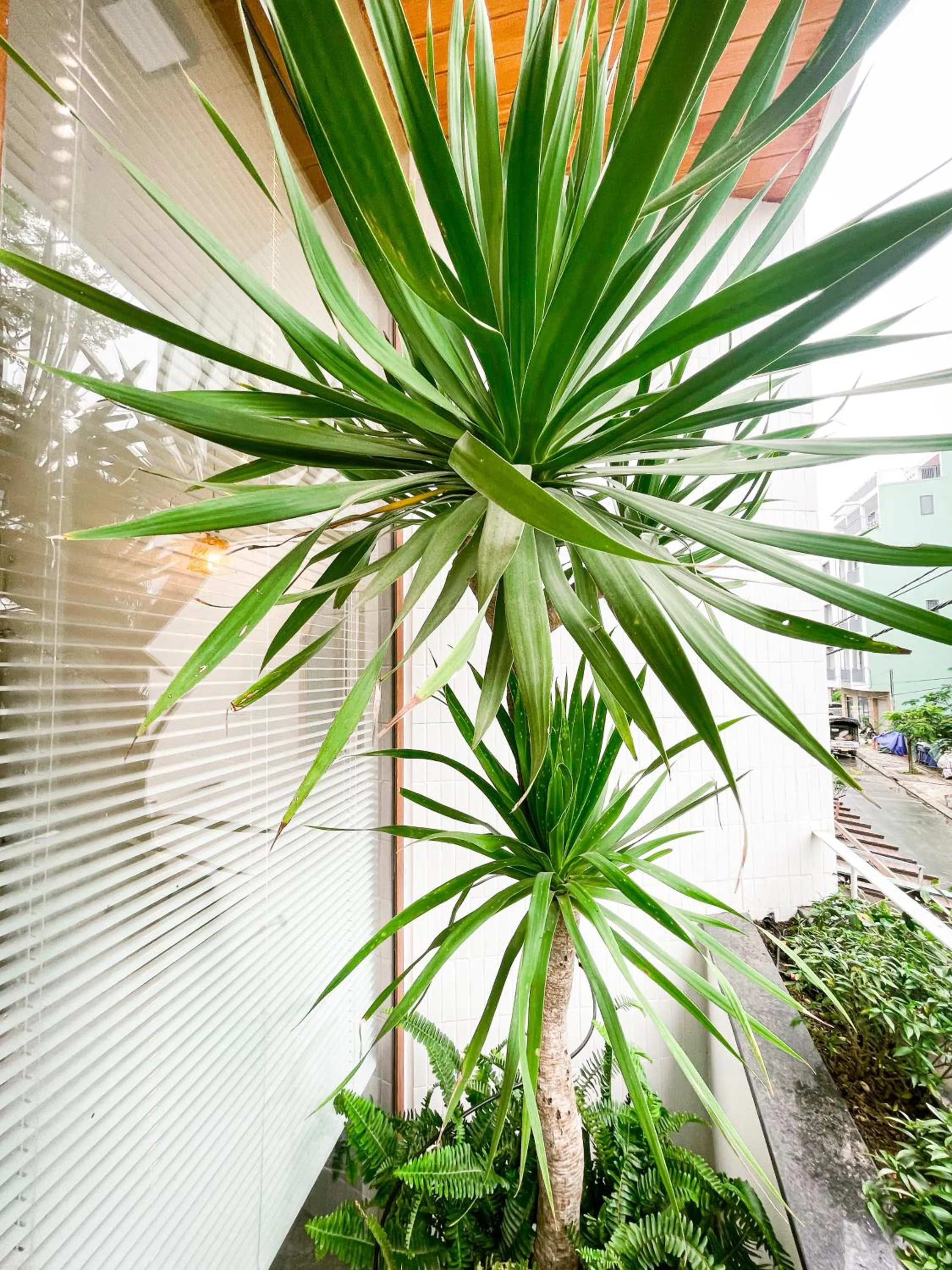 Day in Baphu Beachwalk Apartment - 5 min walk to My Khe beach