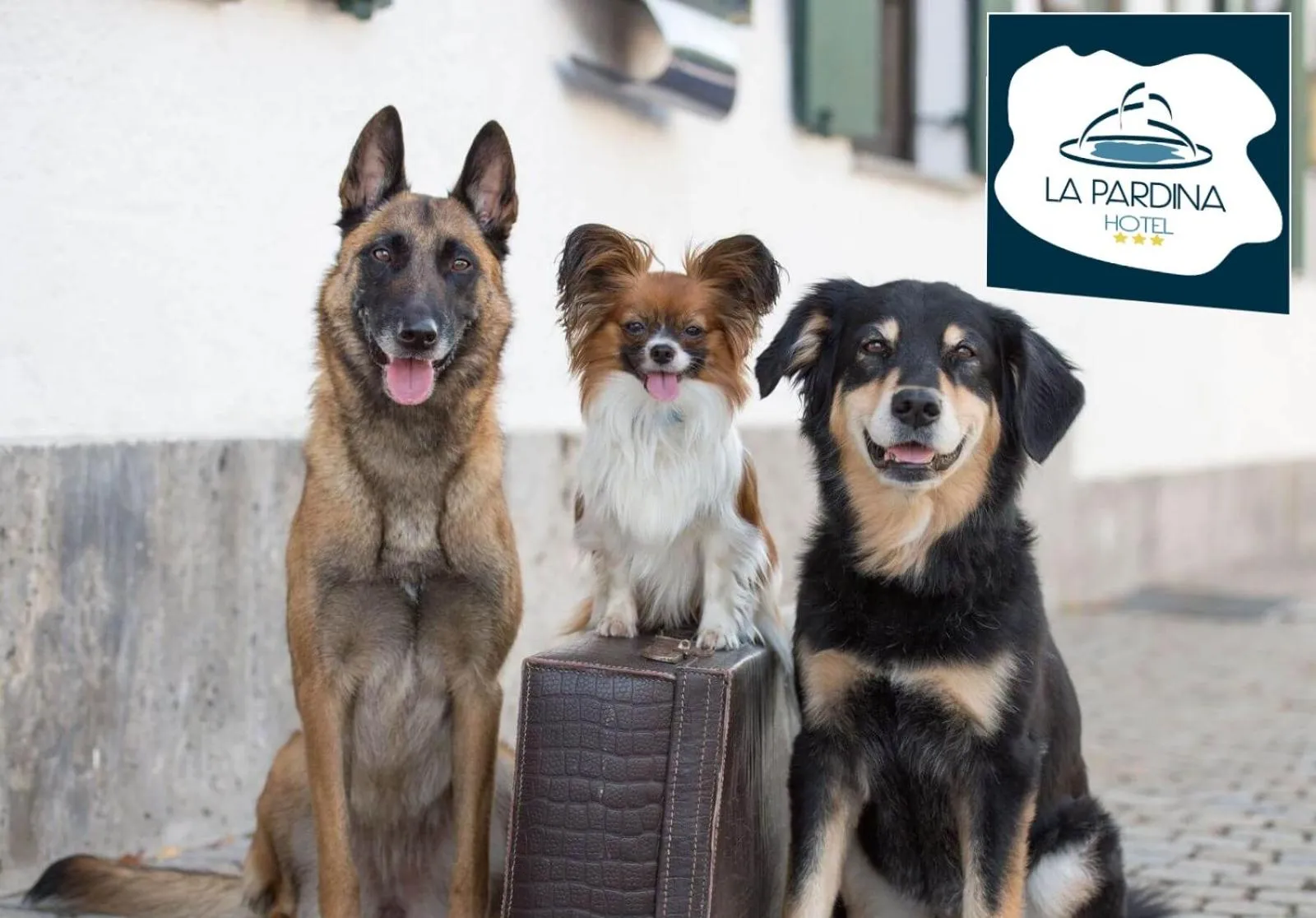 Animals in Hotel La Pardina