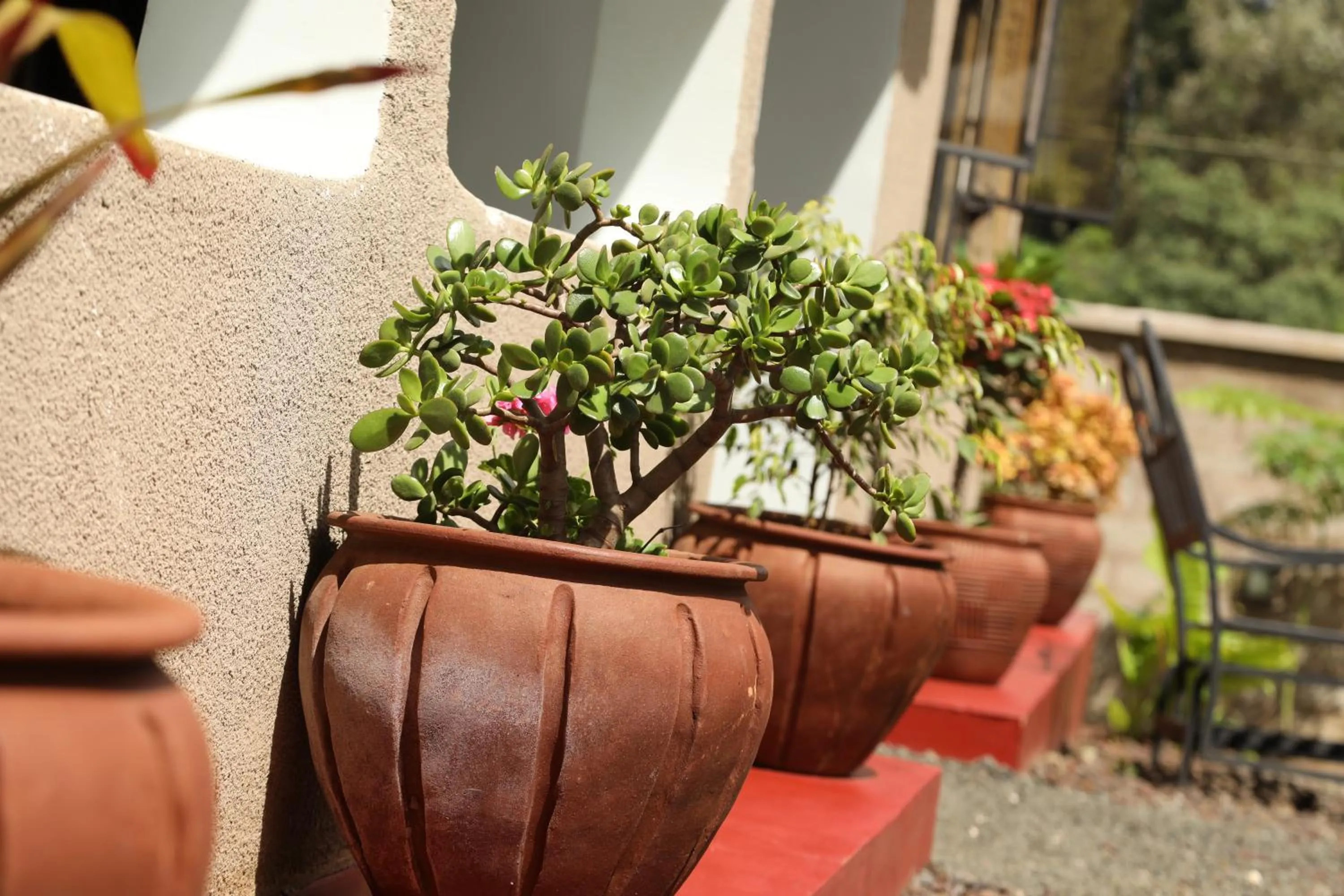 Garden in Wademac Arusha Inn Hotel