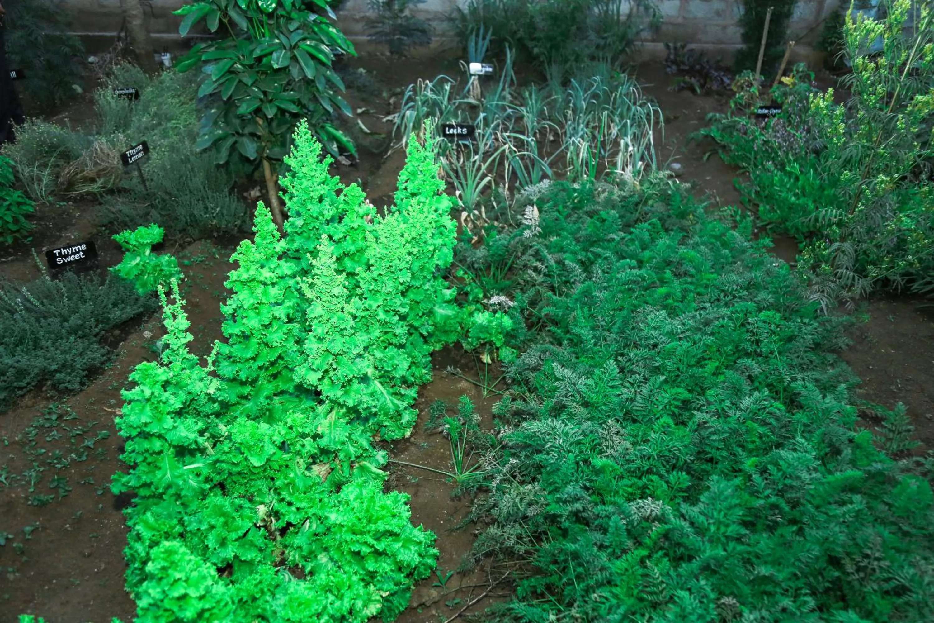 Day in Wademac Arusha Inn Hotel