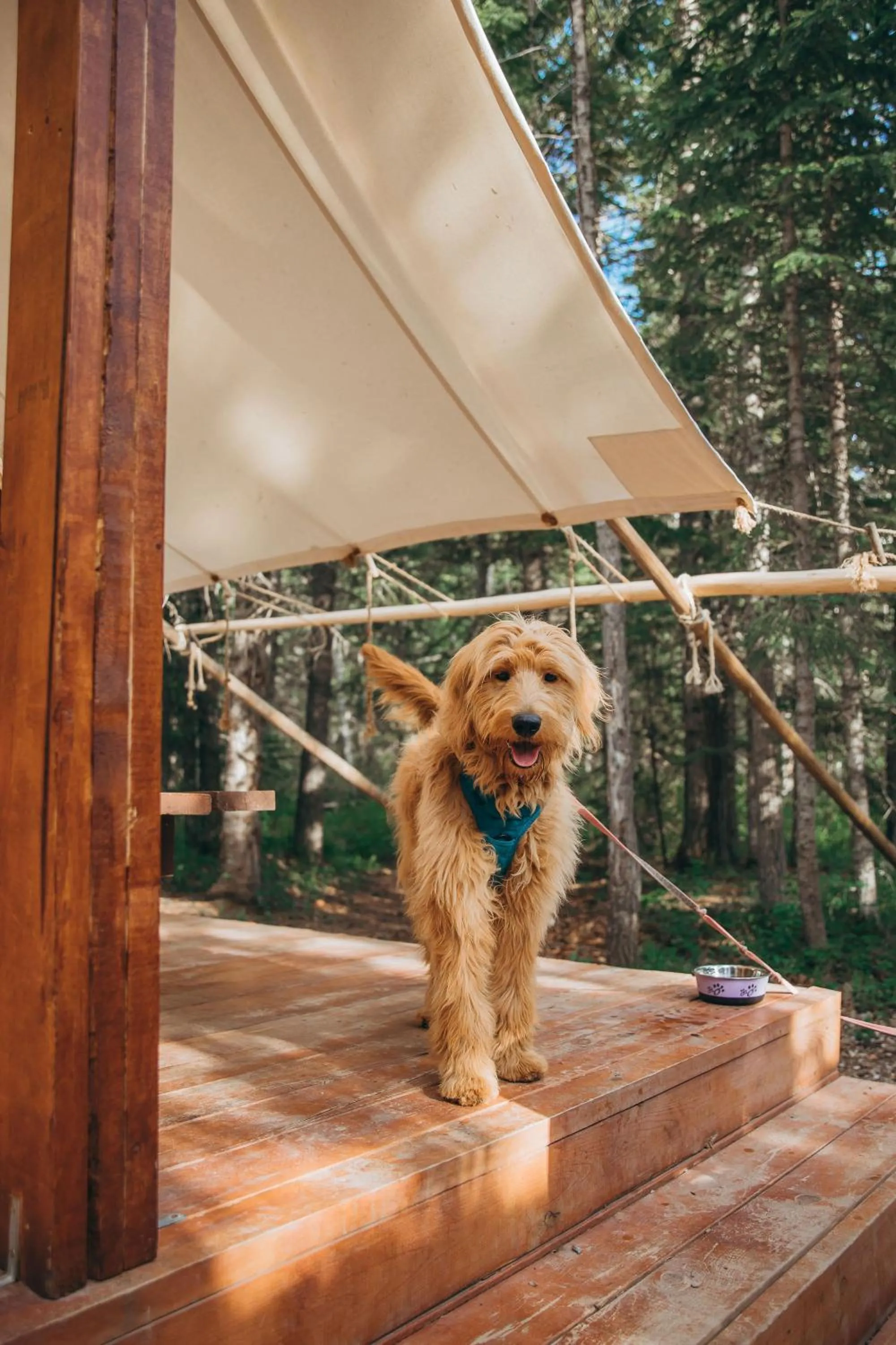 Pets in Sundance By Basecamp