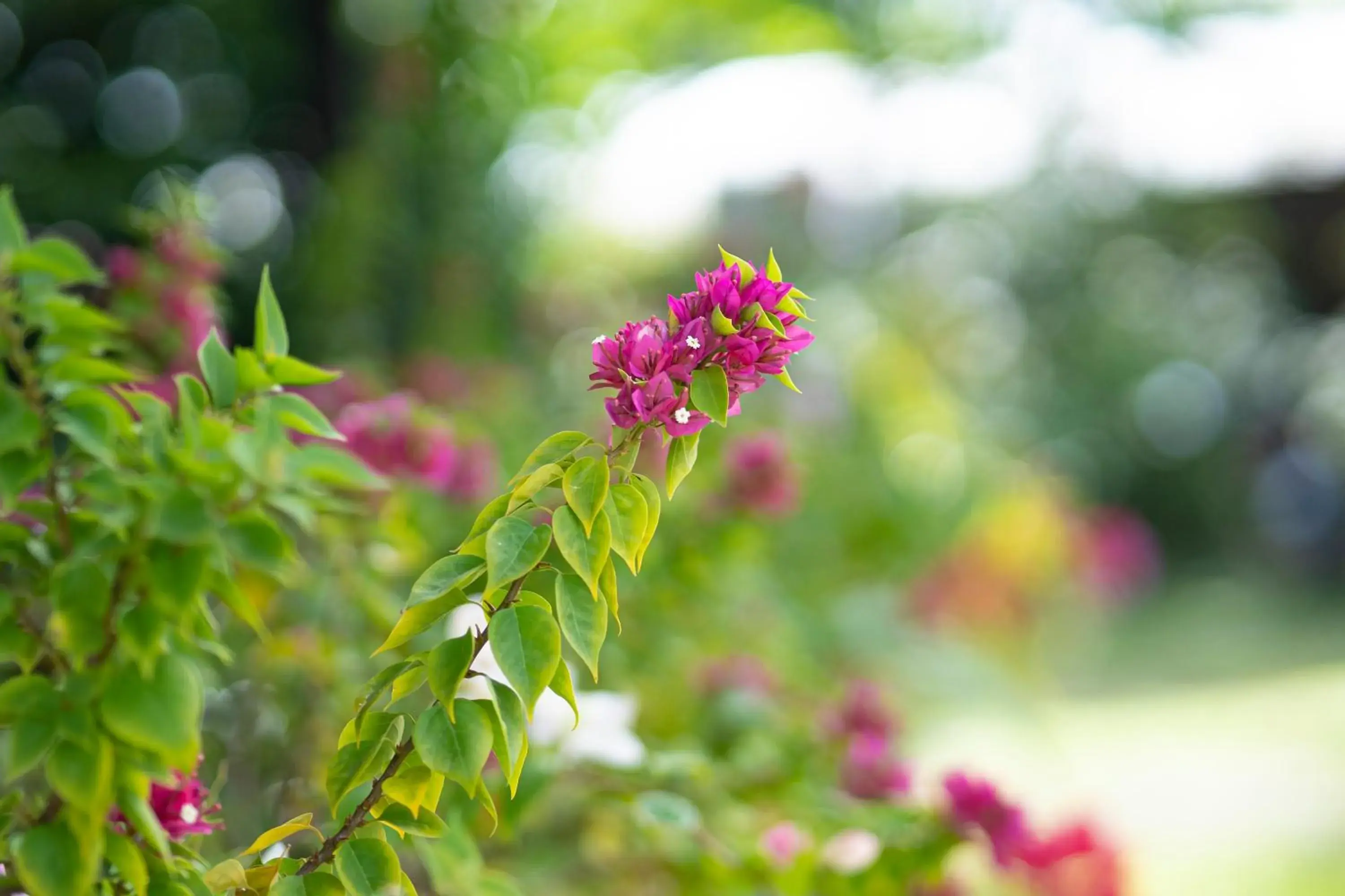 Property building in Ana-as Apartelle (GGL) Property building in Ana-as Apartelle (GGL)