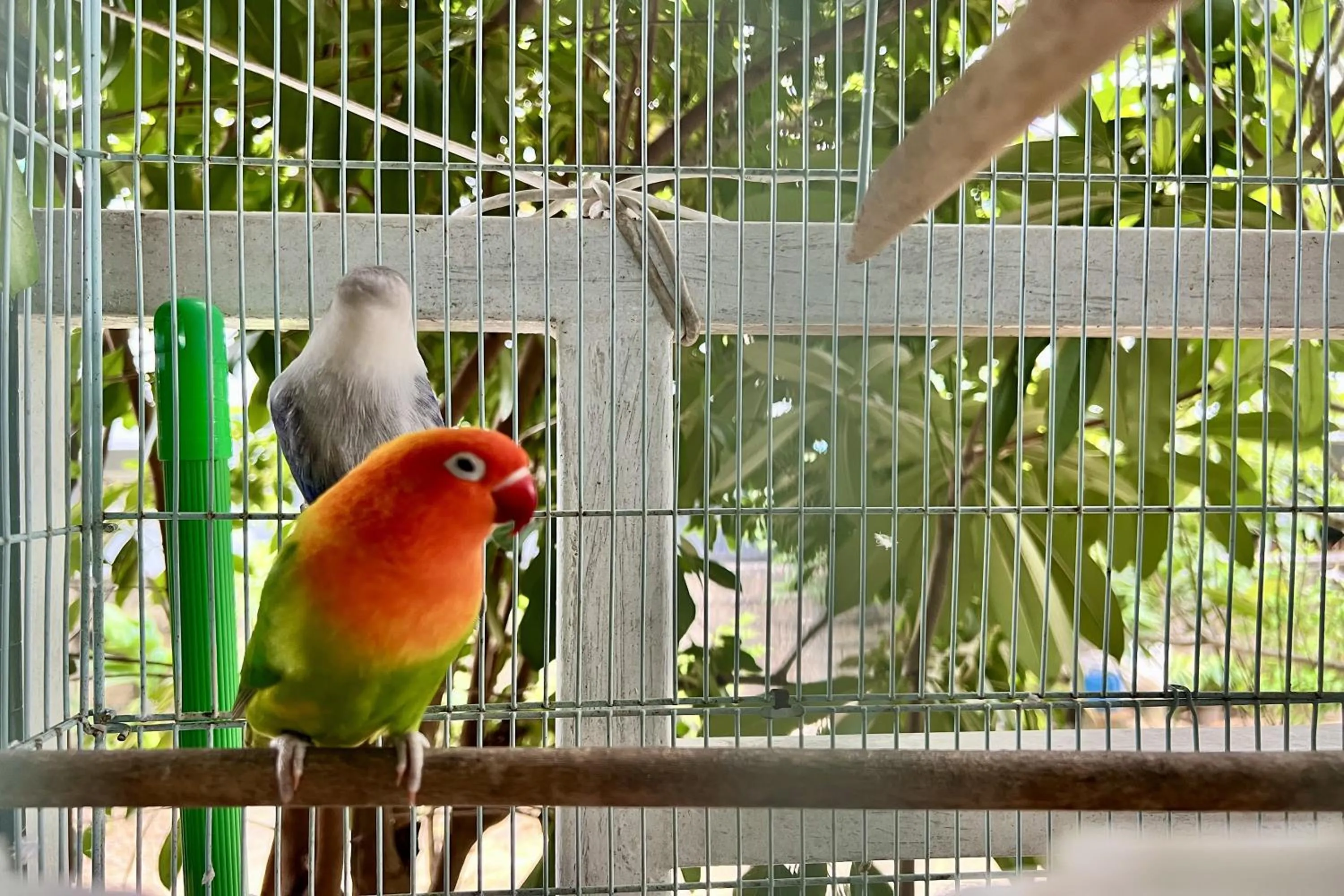 Animals in Bann Kam B&B