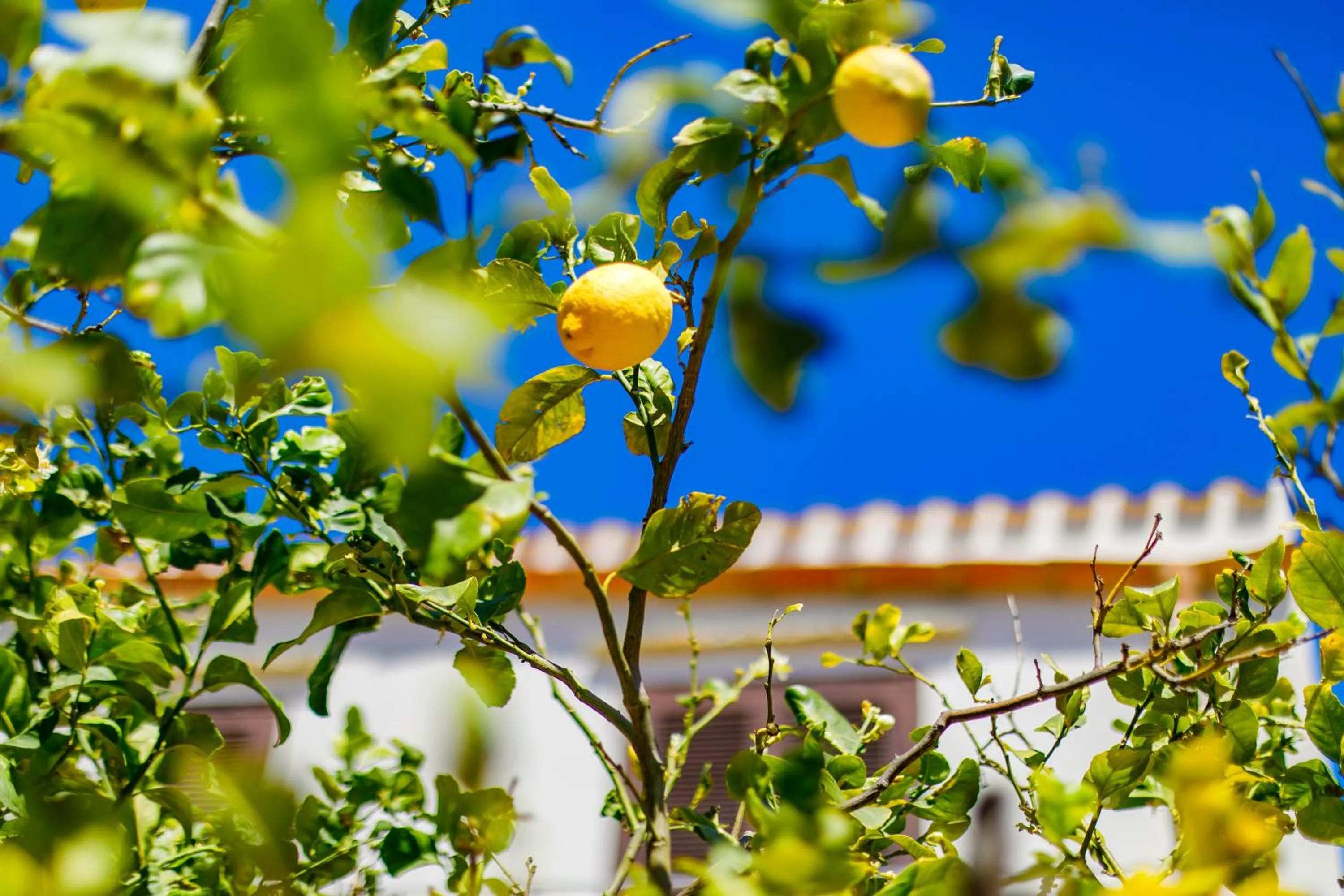 Garden in SanVitoTour- Residence Il Baglio