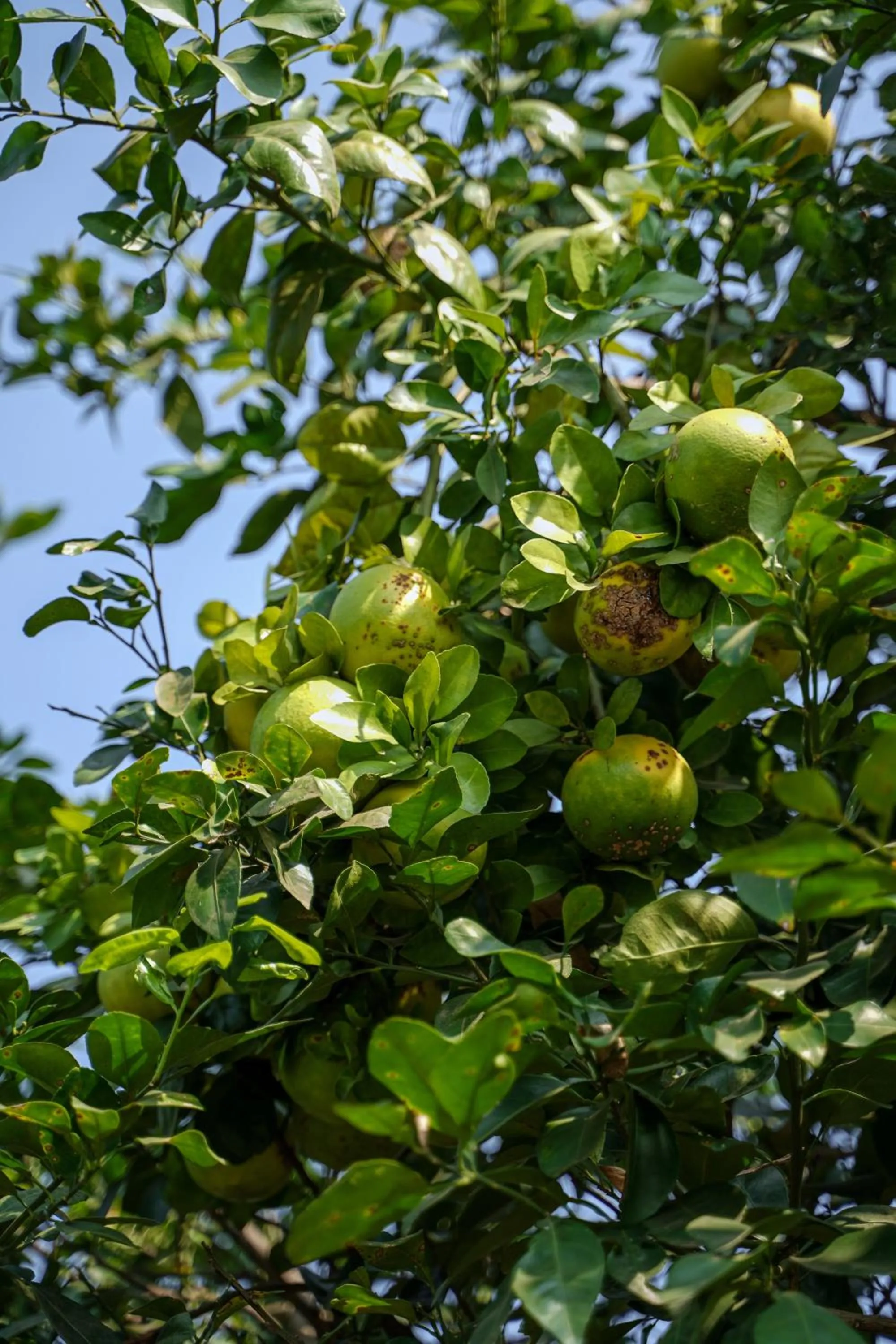 Garden in The Riverstone Agro Farm