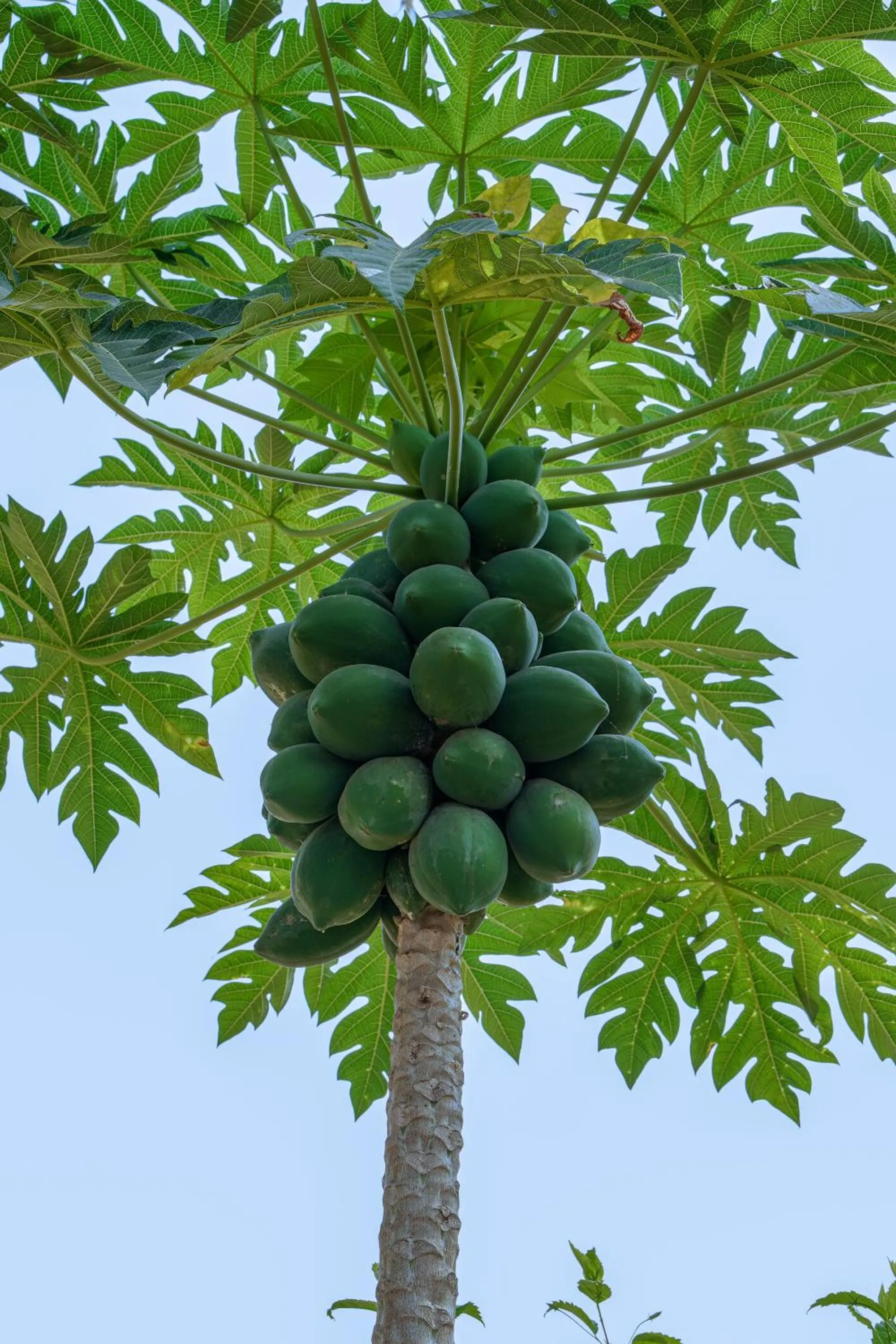 Food in The Riverstone Agro Farm