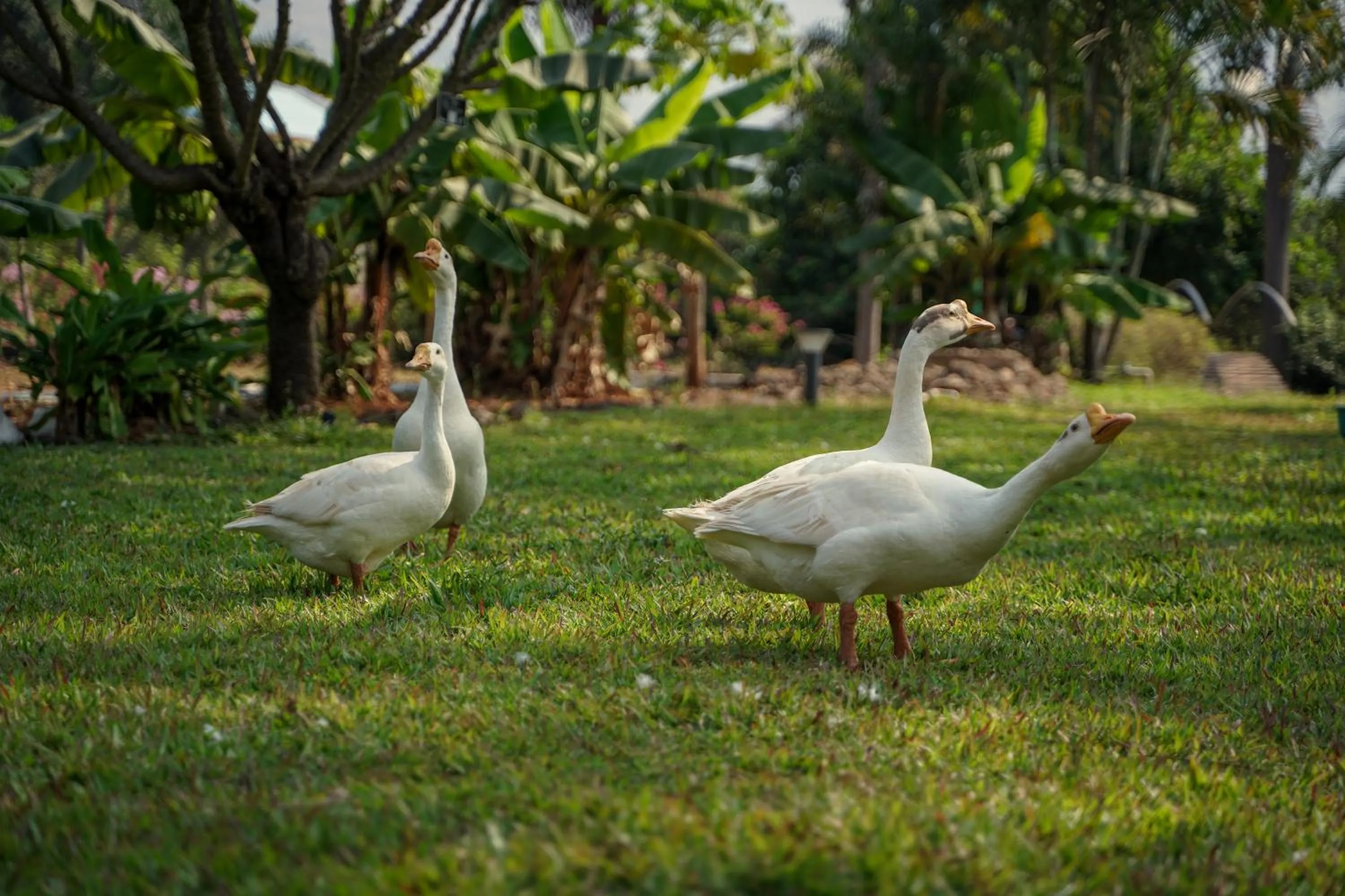 Animals in The Riverstone Agro Farm