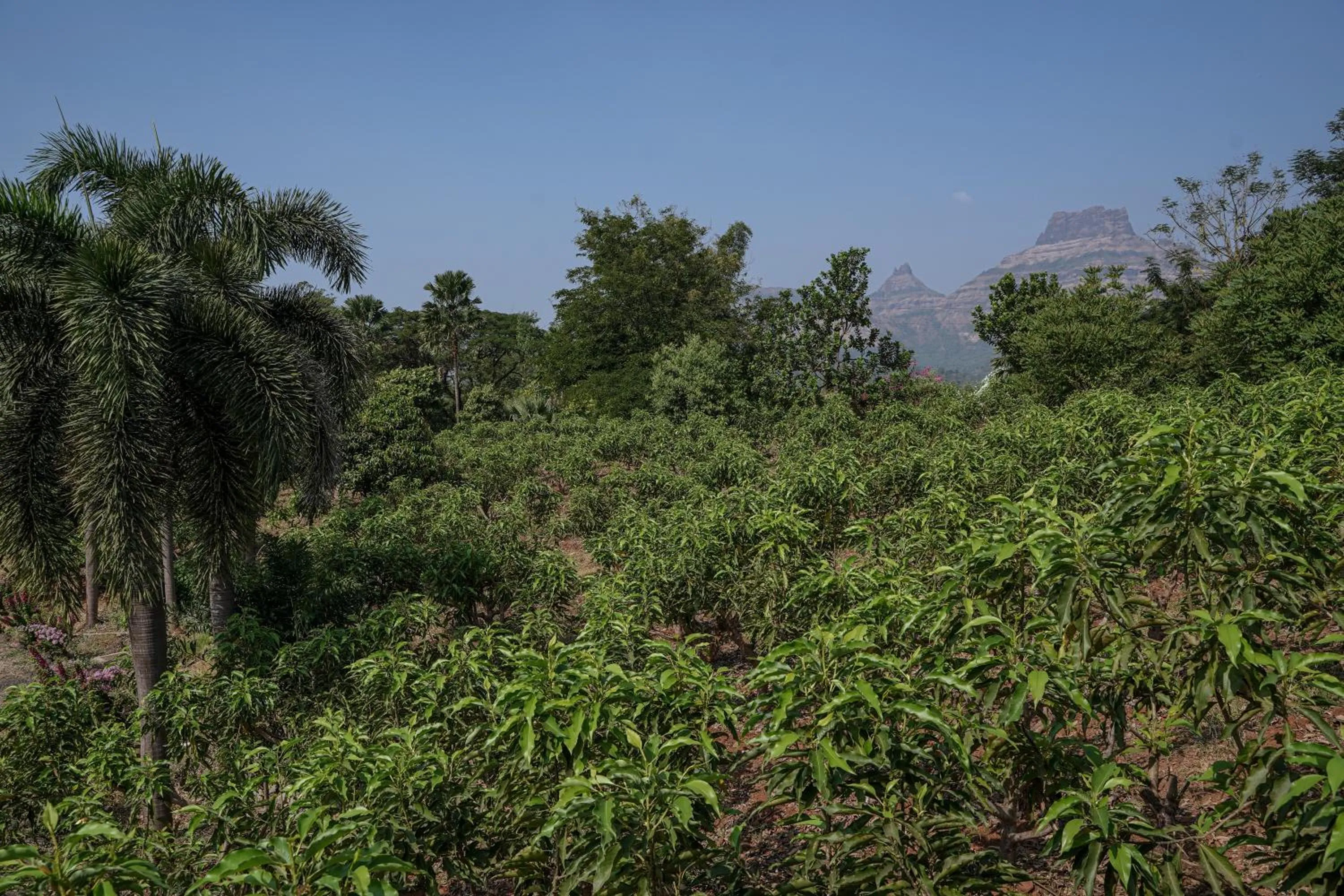 Natural landscape in The Riverstone Agro Farm