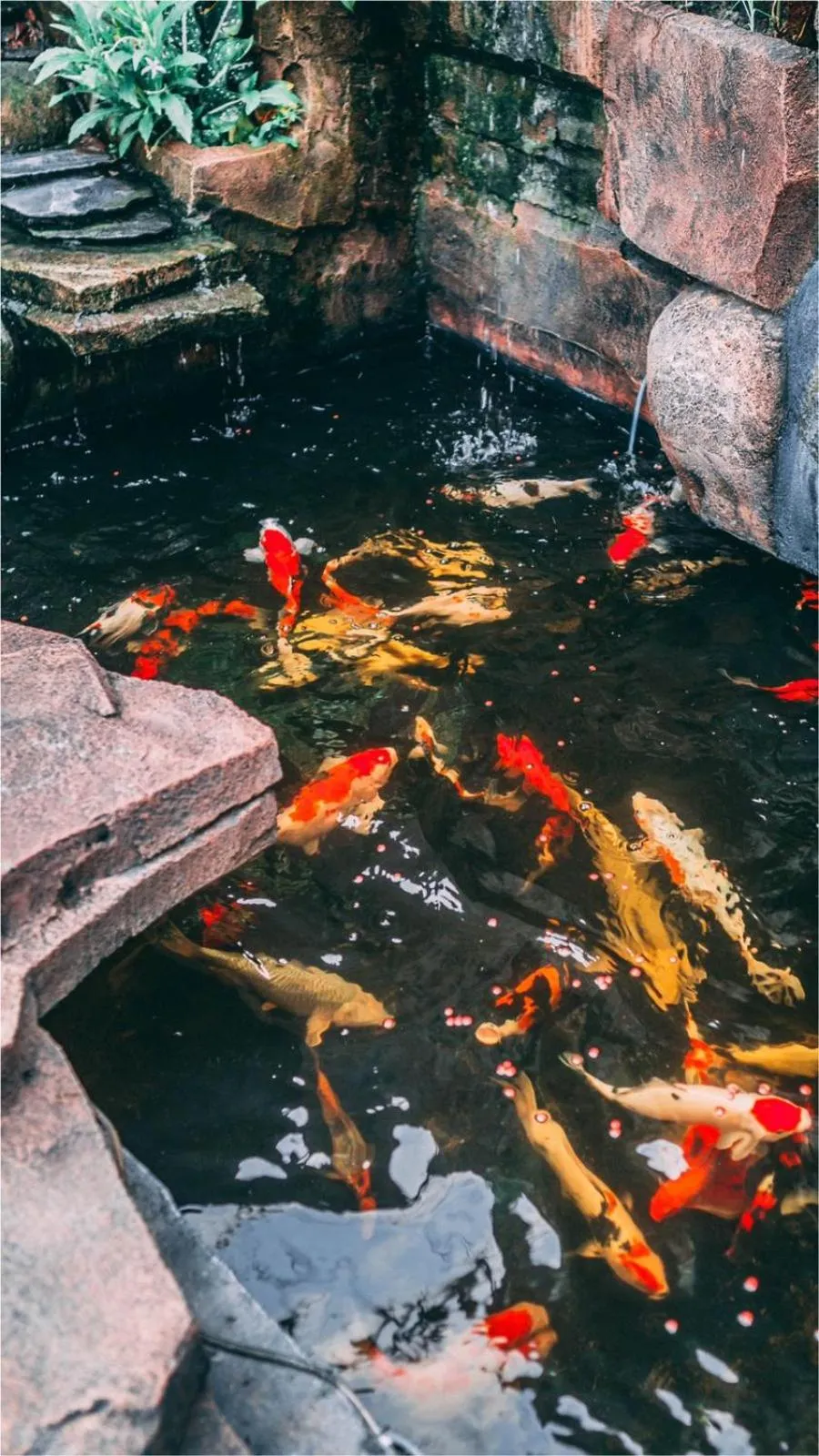 Nexdeco House Homestay Syariah Solo