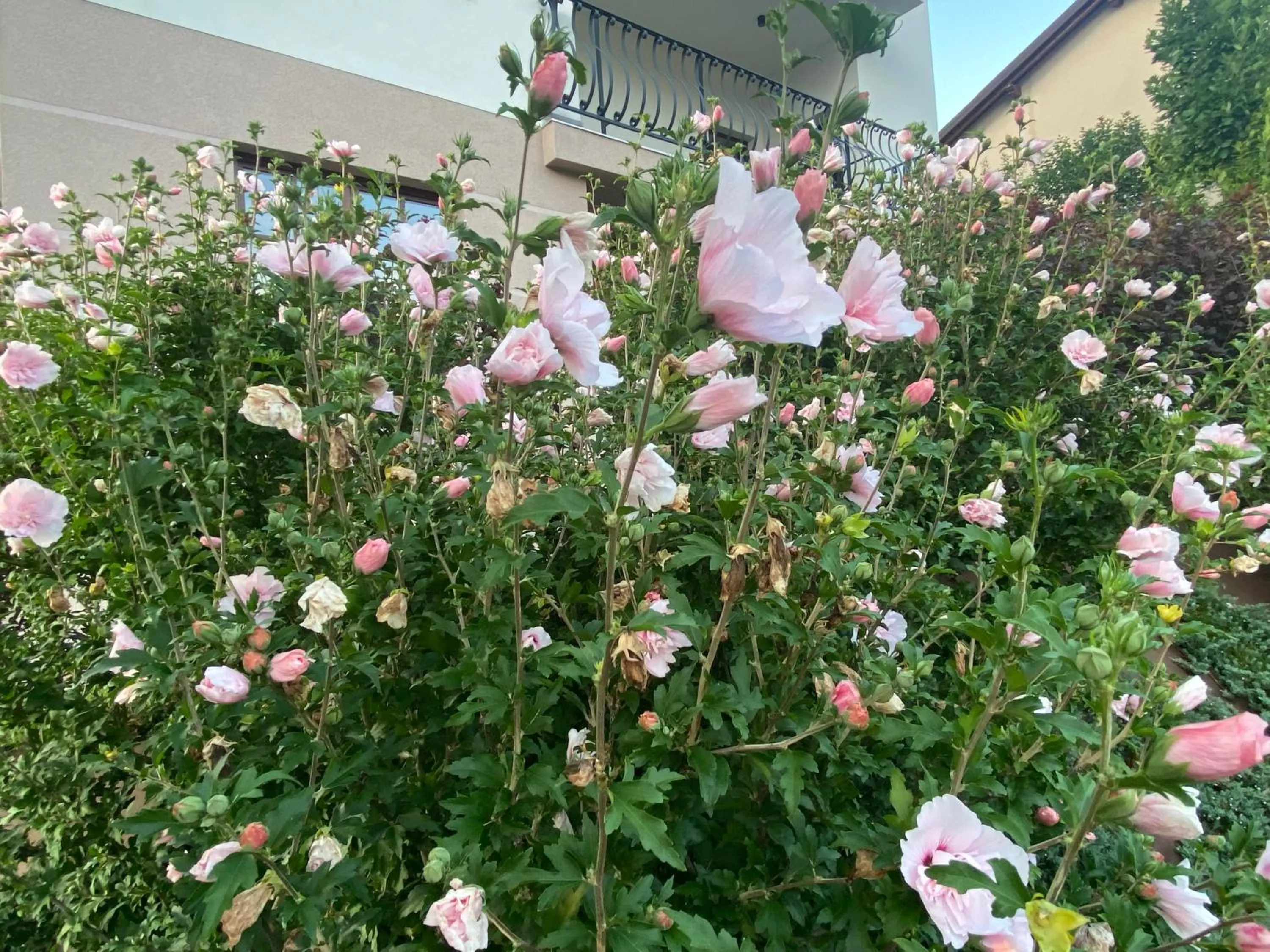 Vila Maister