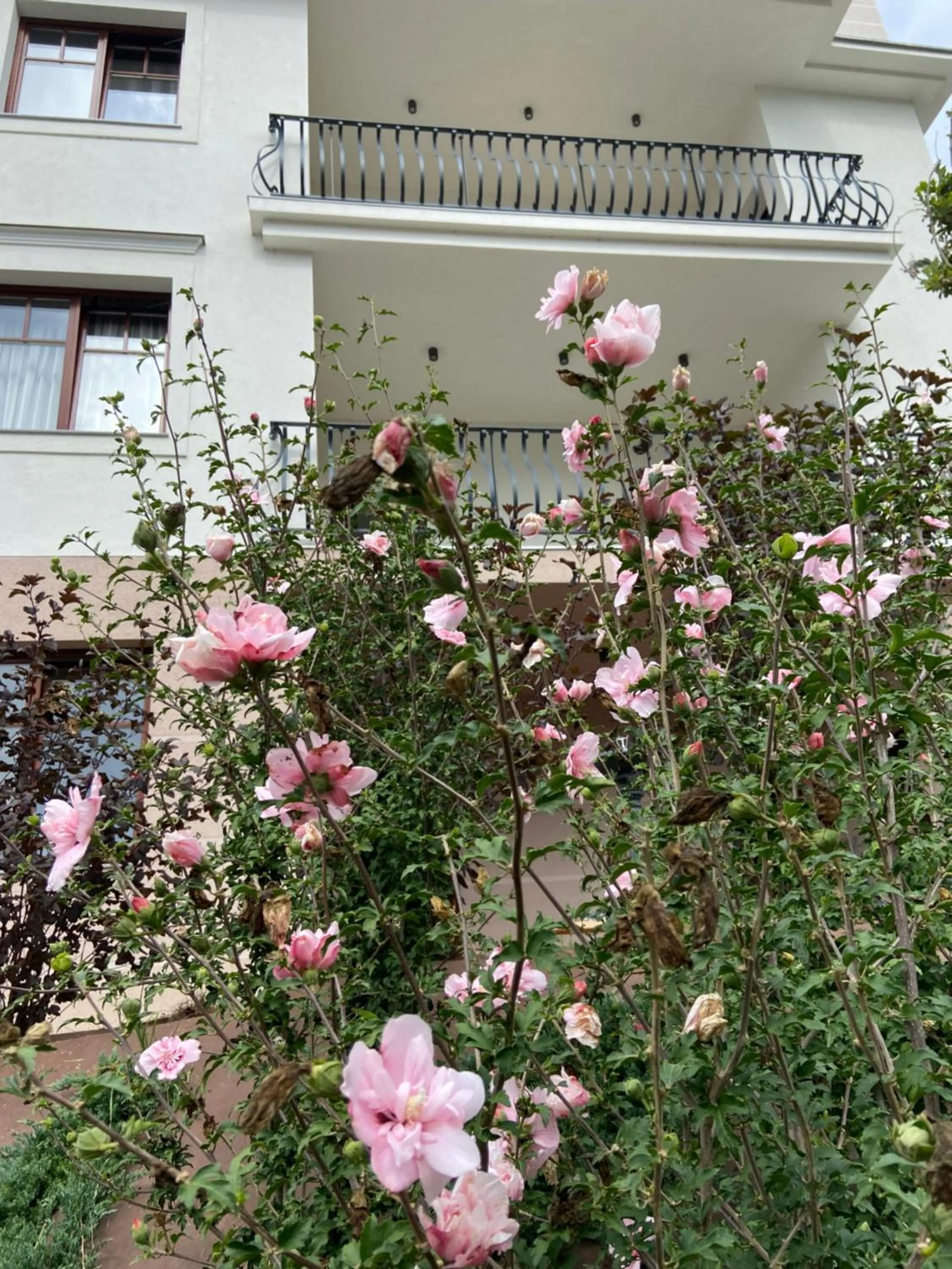 Vila Maister