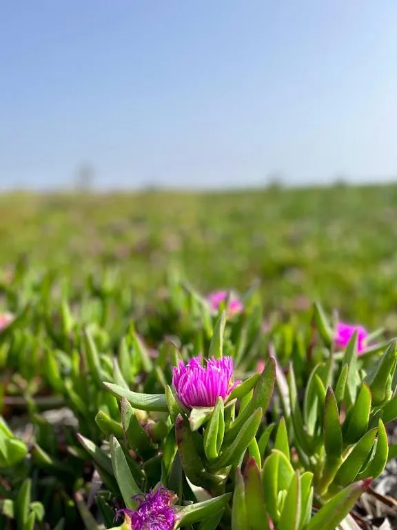 Spring in Quinta da Boavista