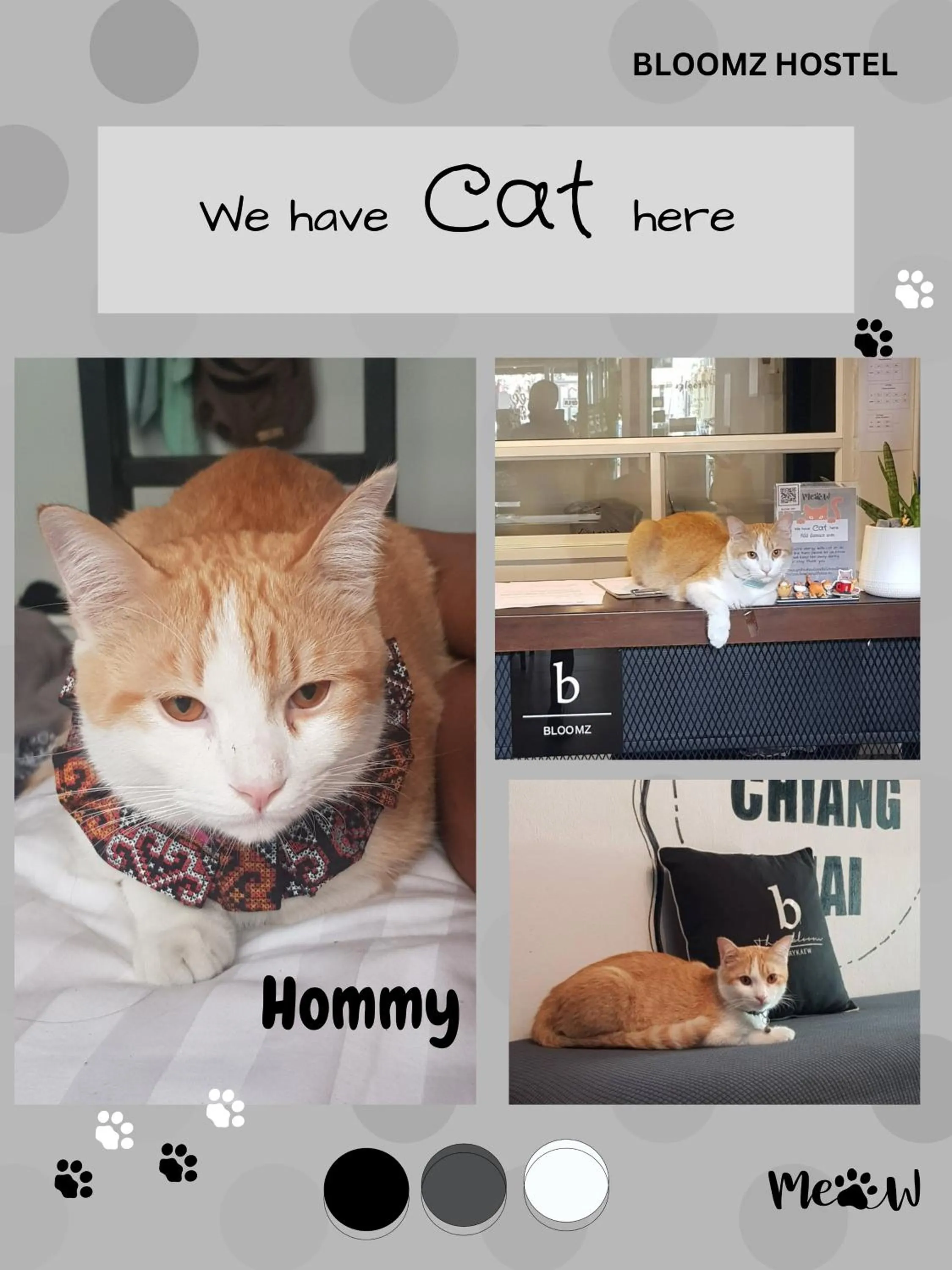 Pets in BLOOMZ HOSTEL