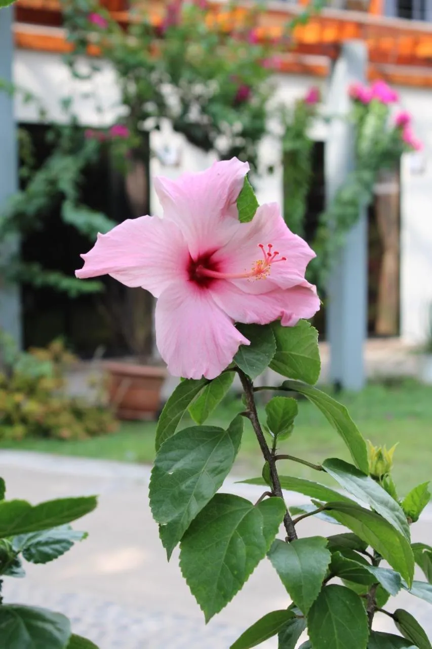 Garden in HOTEL EL VIAJERO