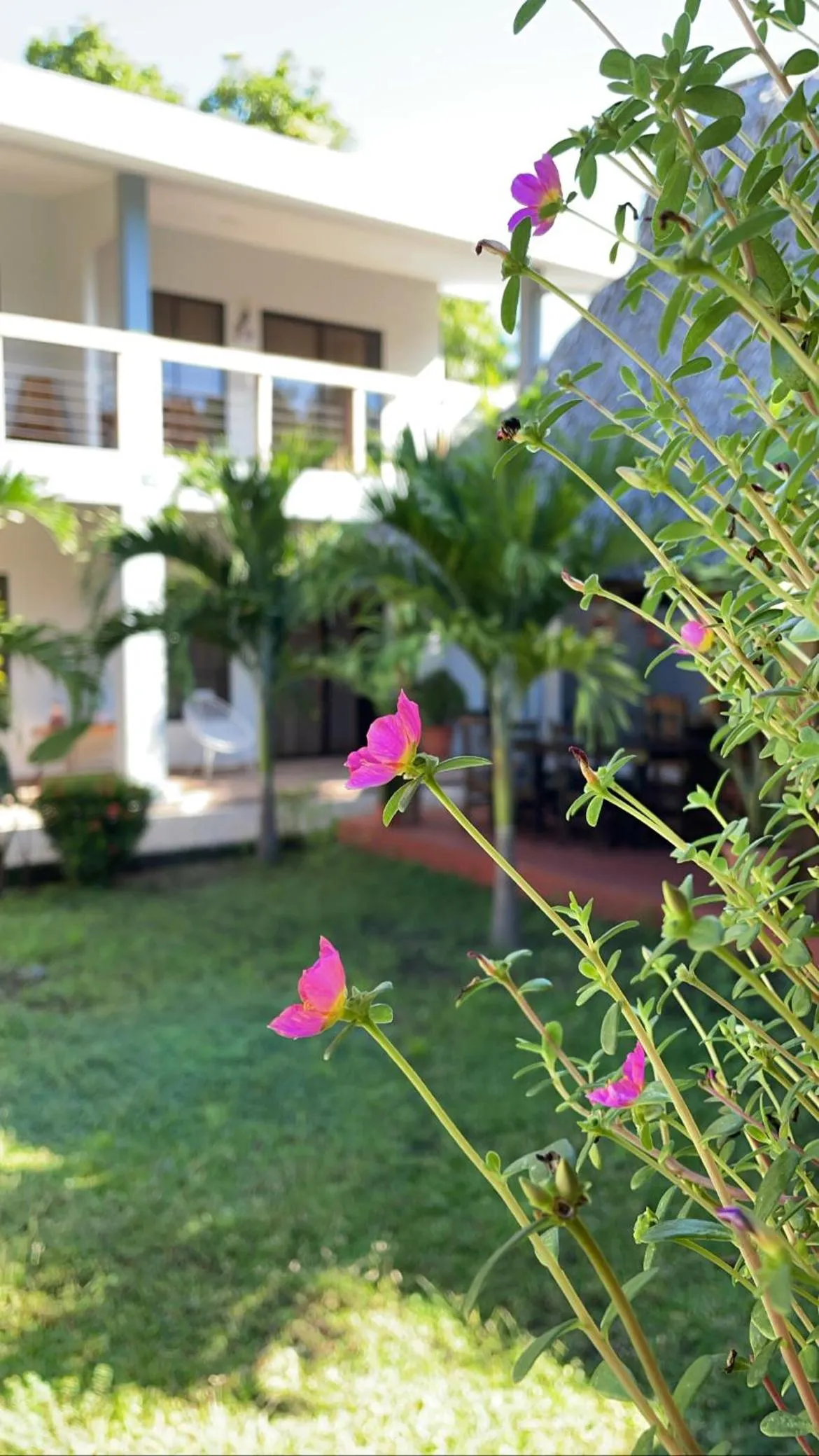 Garden in HOTEL EL VIAJERO