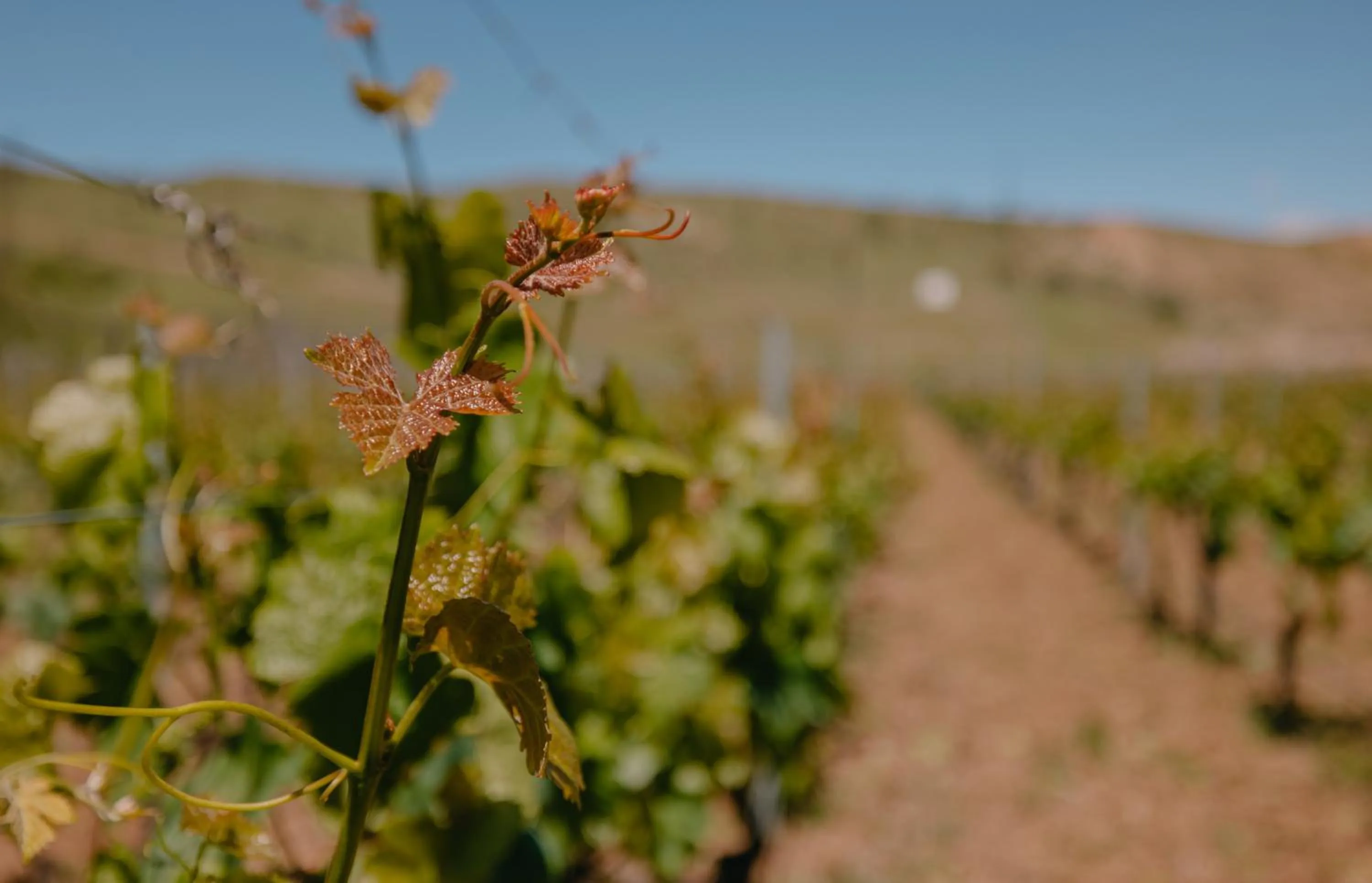 Natural landscape in Chateau Ateni Cottages