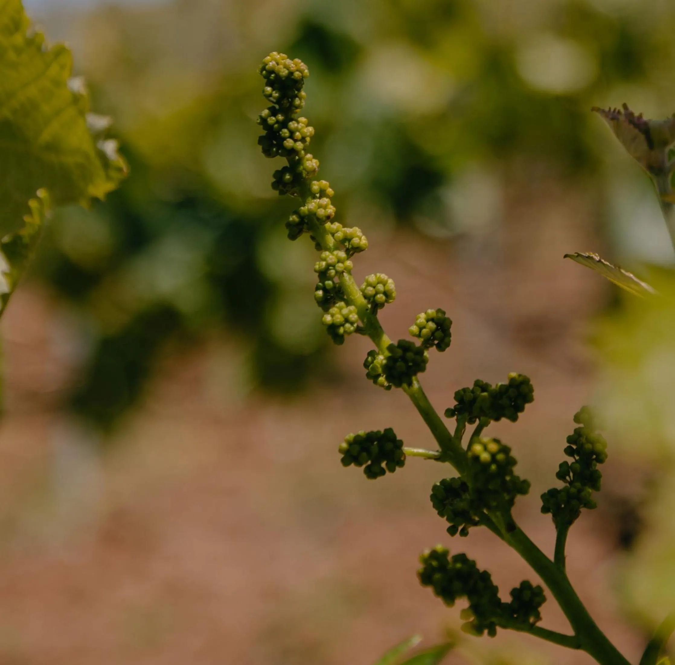 Garden view in Chateau Ateni Cottages