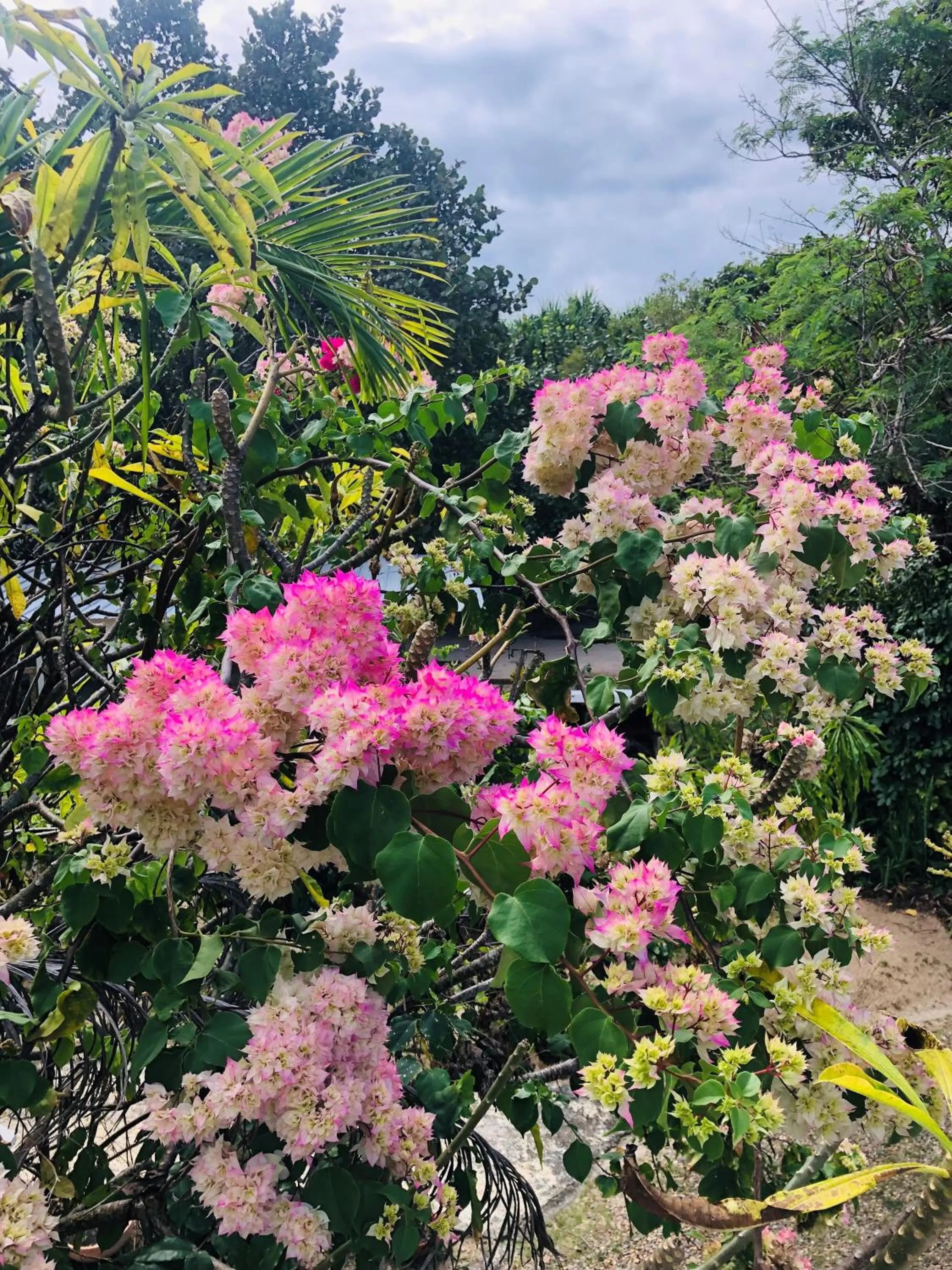 Garden in Coral Cove Inn