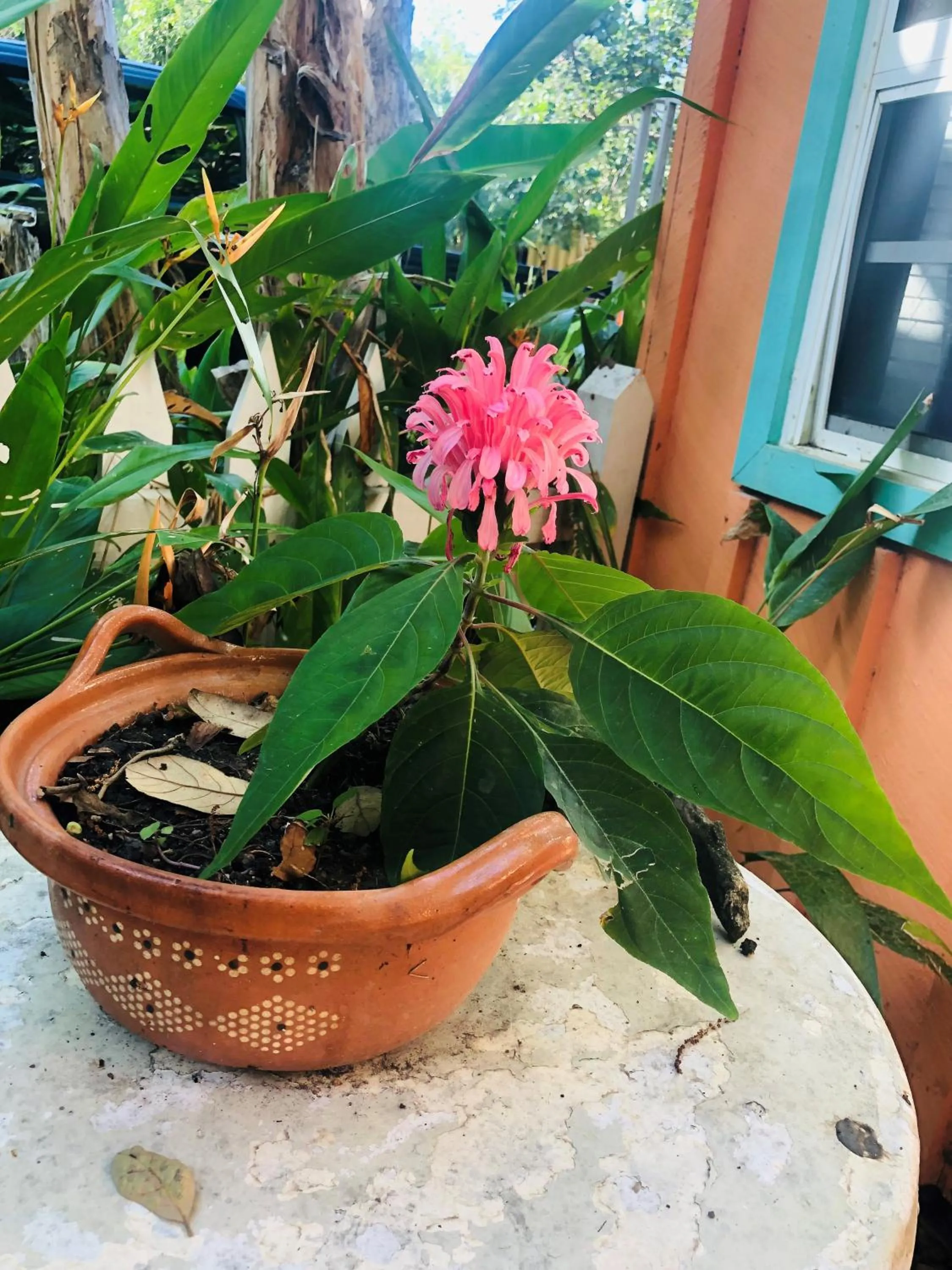Garden in Coral Cove Inn