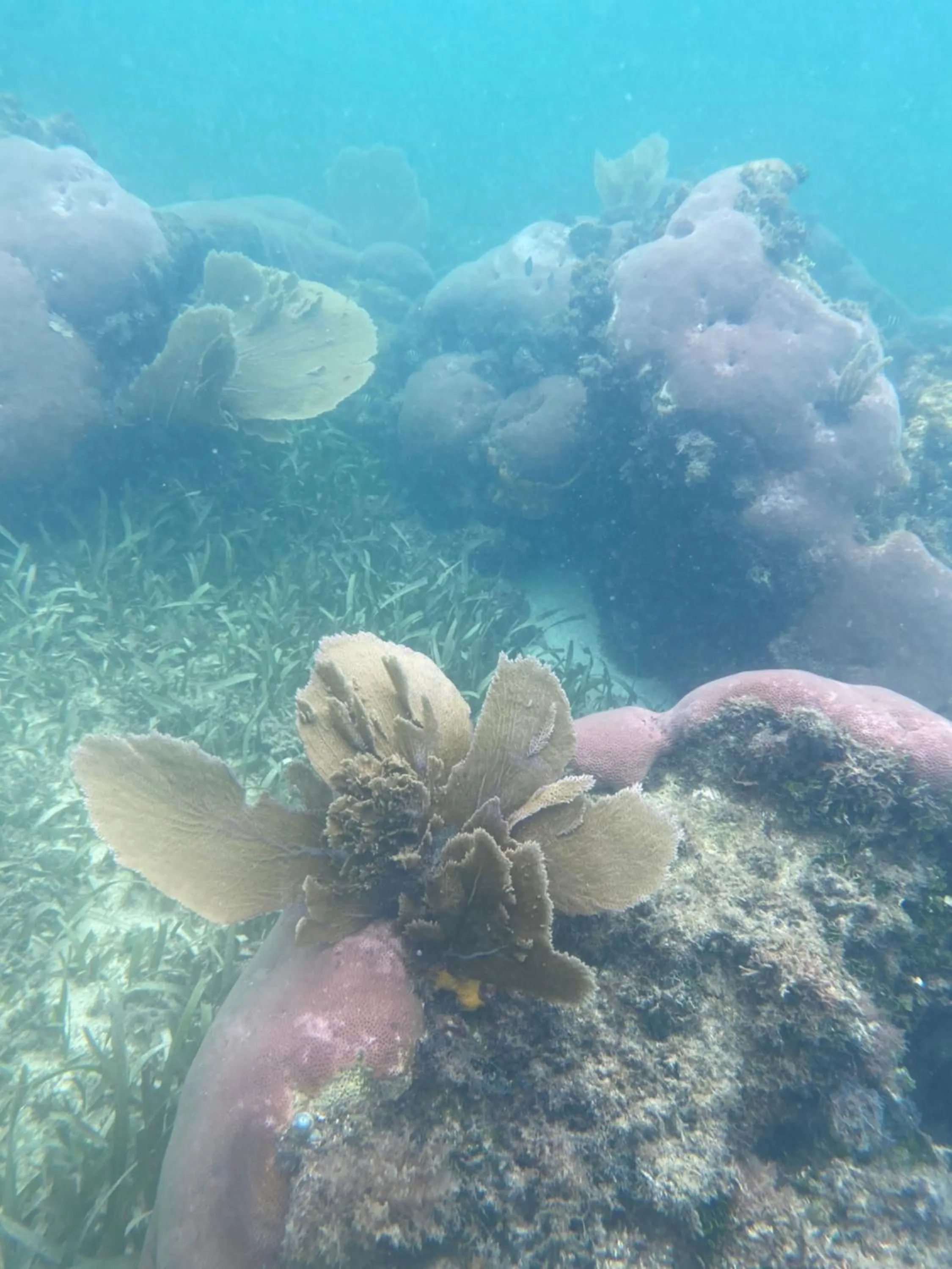Snorkeling in Coral Cove Inn