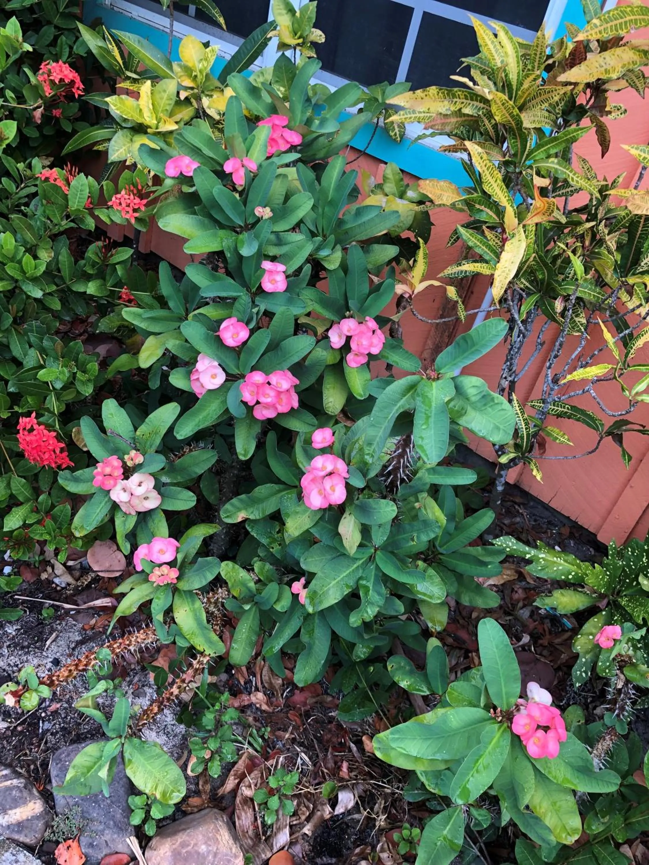Garden in Coral Cove Inn