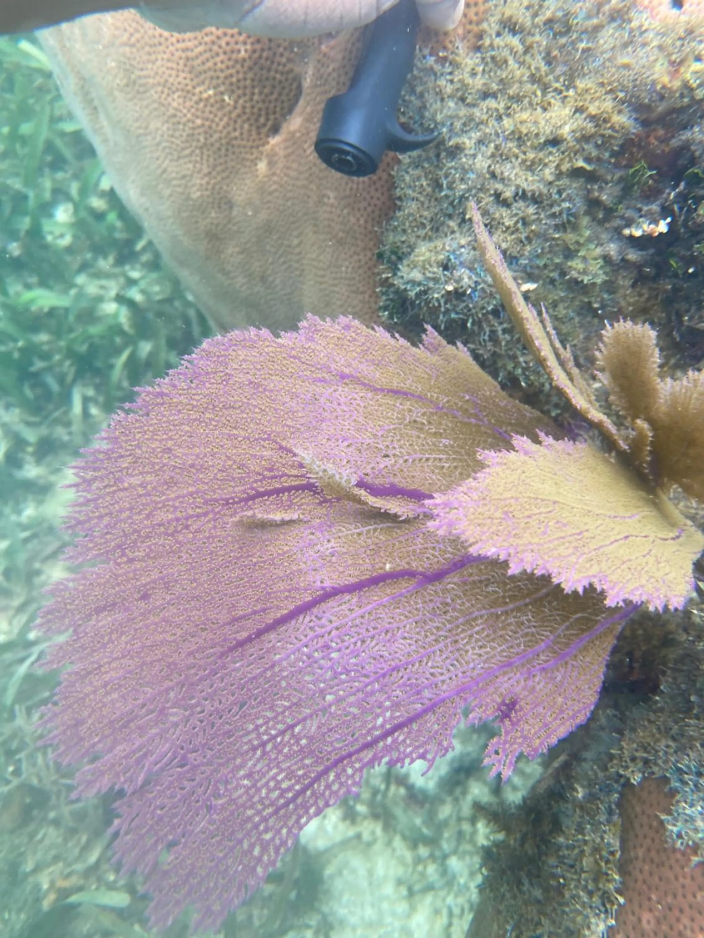 Snorkeling in Coral Cove Inn