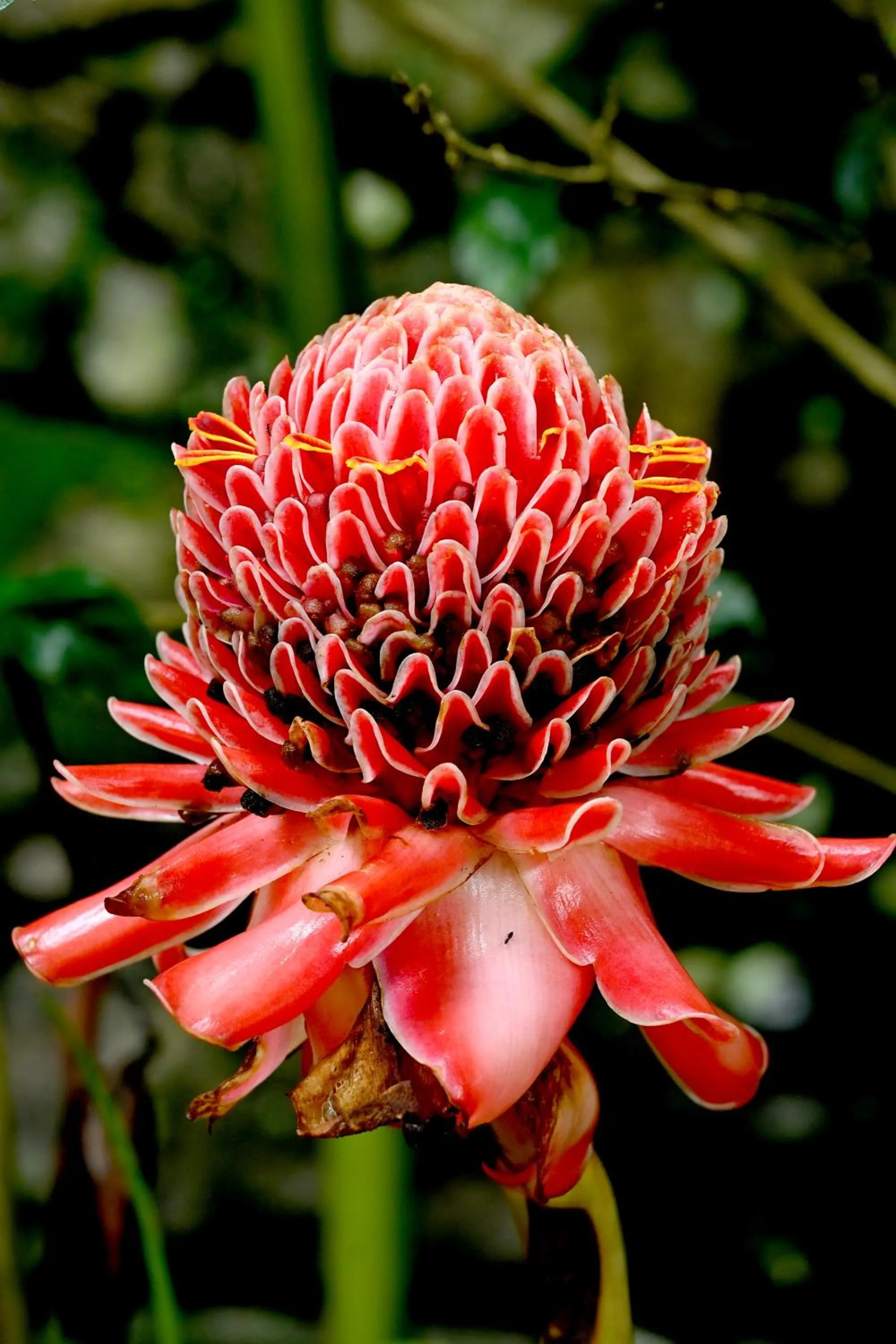Garden in Spring Muunnar, Munnar