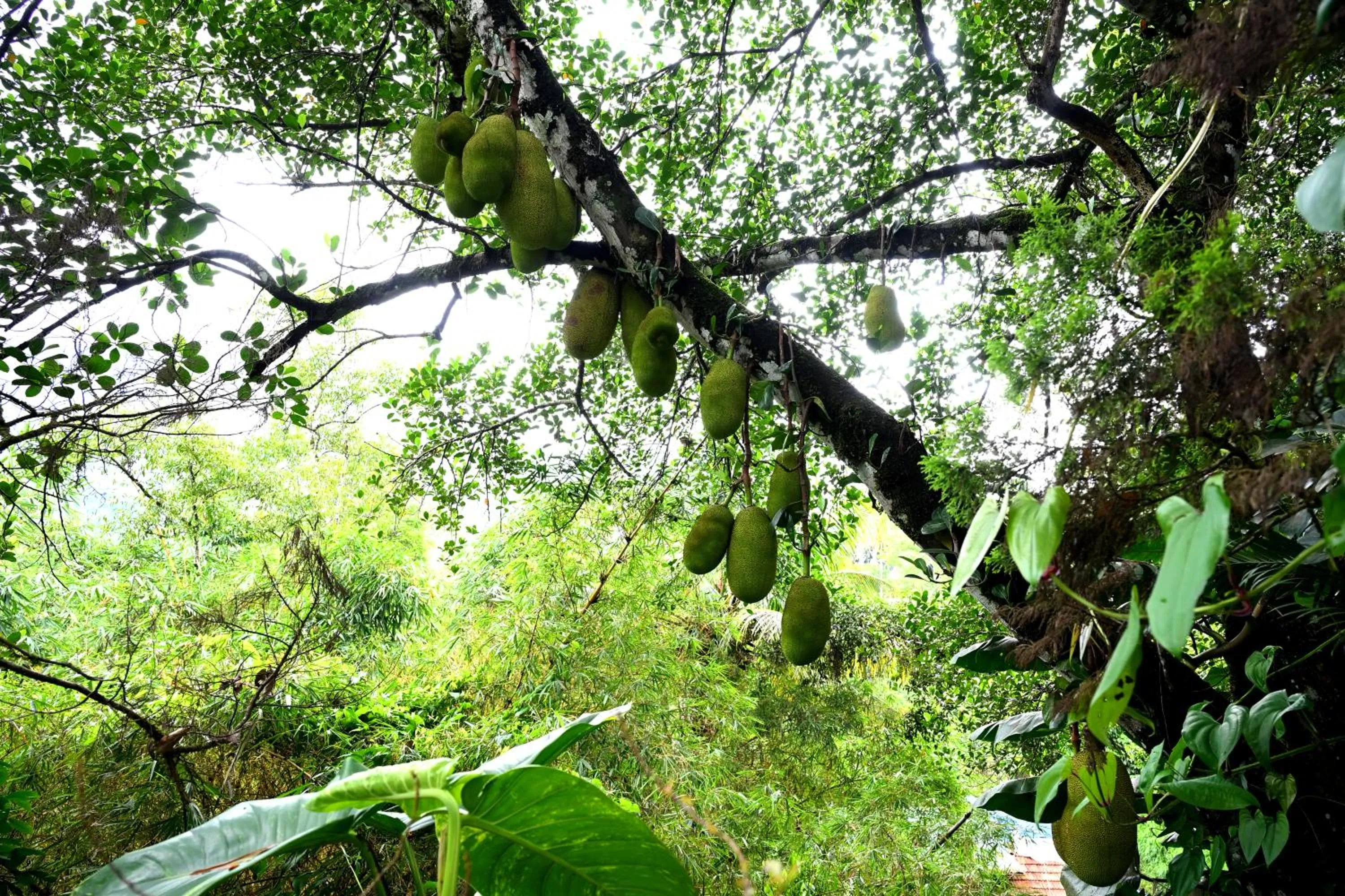View (from property/room) in Spring Muunnar, Munnar