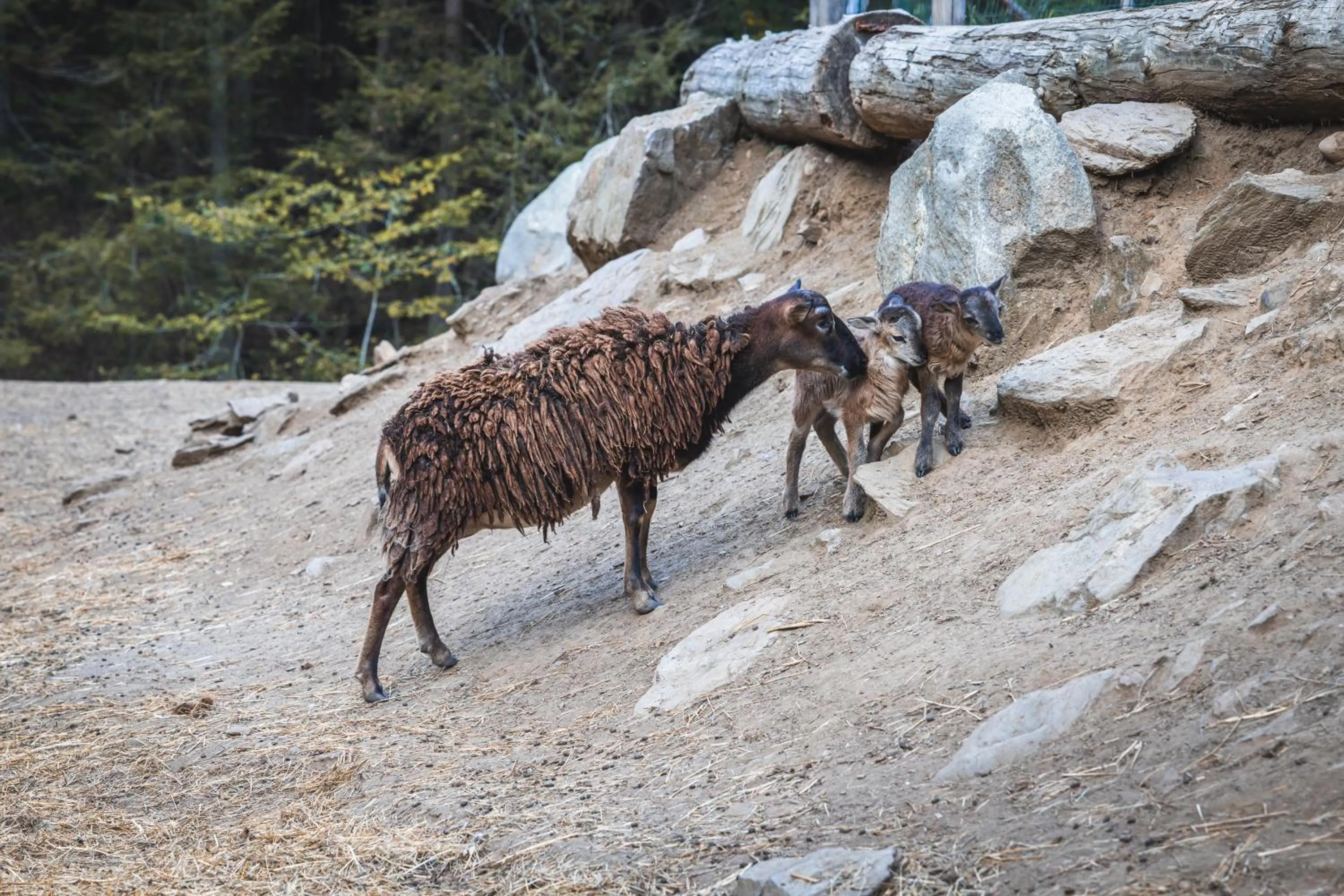 Animals in Vikings Villages Resort