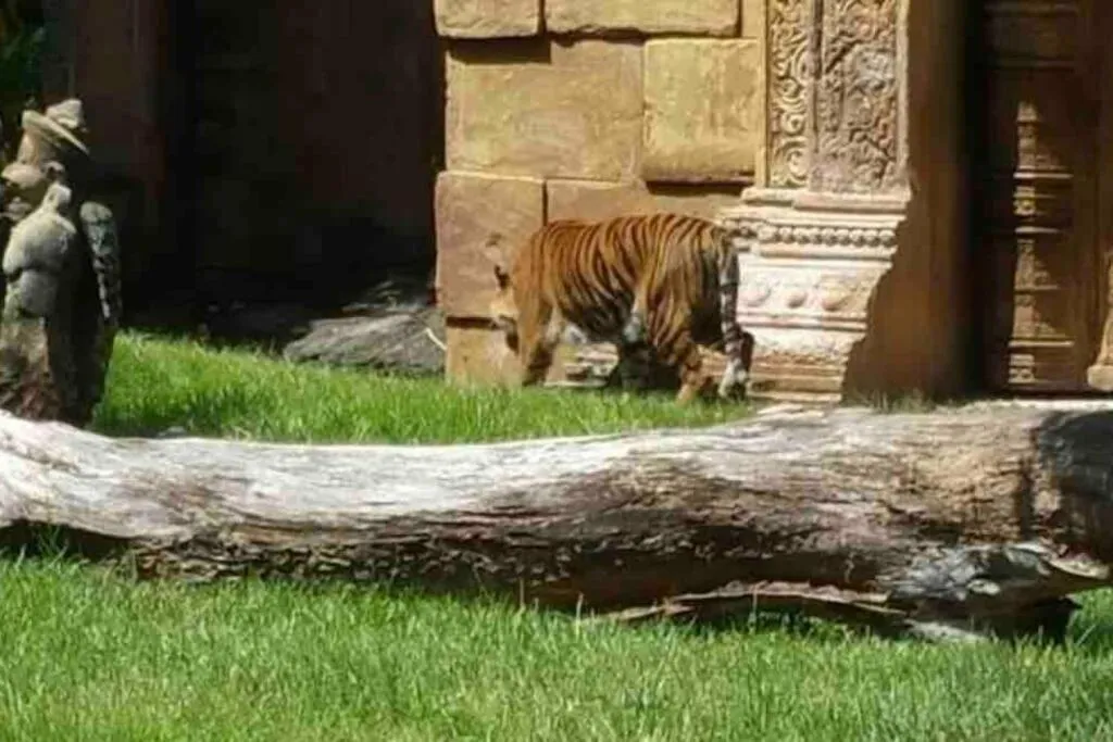 Animals in Amazing & cozy Duplex near Zoo Miami !