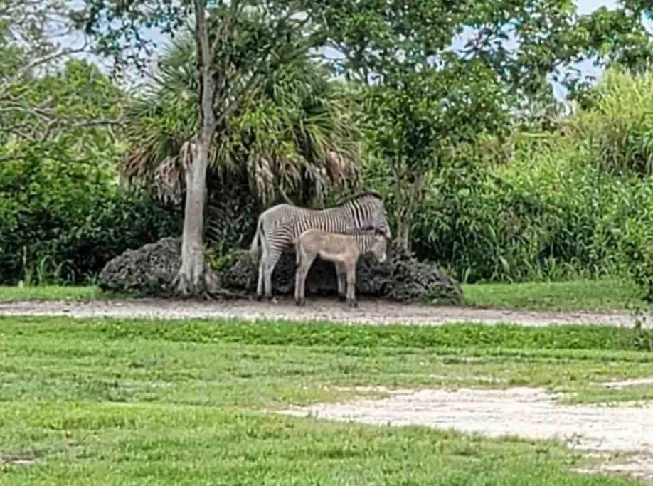 Animals in Amazing & cozy Duplex near Zoo Miami !