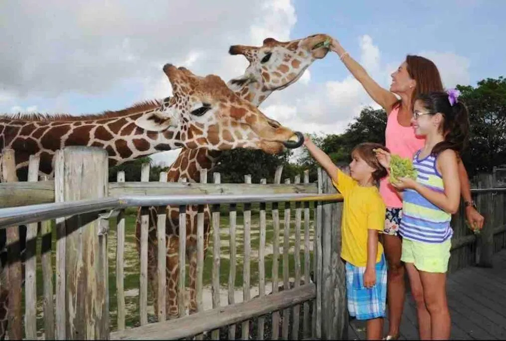 Animals in Amazing & cozy Duplex near Zoo Miami !