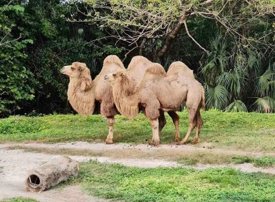 Animals in Amazing & cozy Duplex near Zoo Miami !