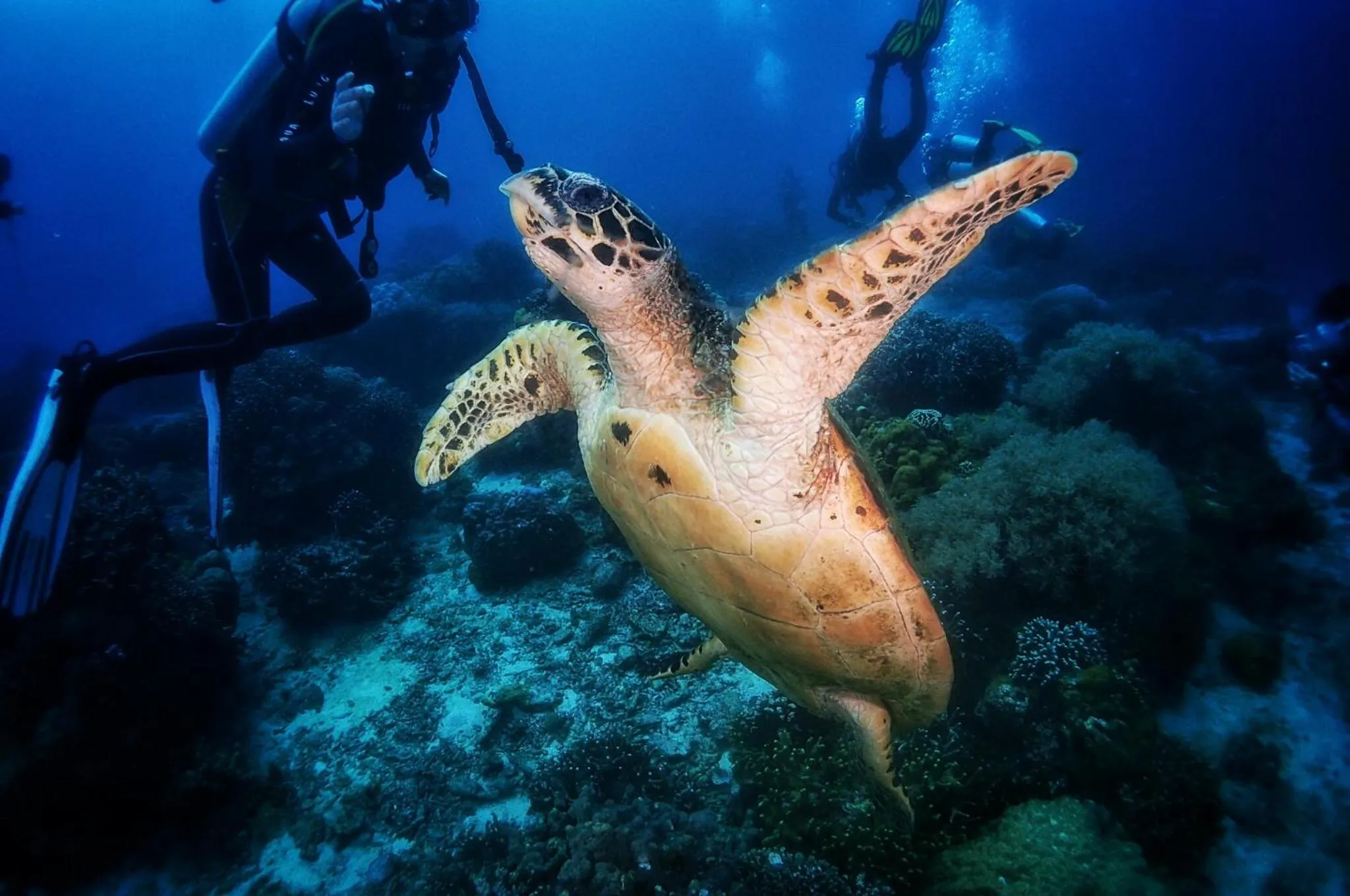 Diving in Oceanism海洋主义潜水度假酒店