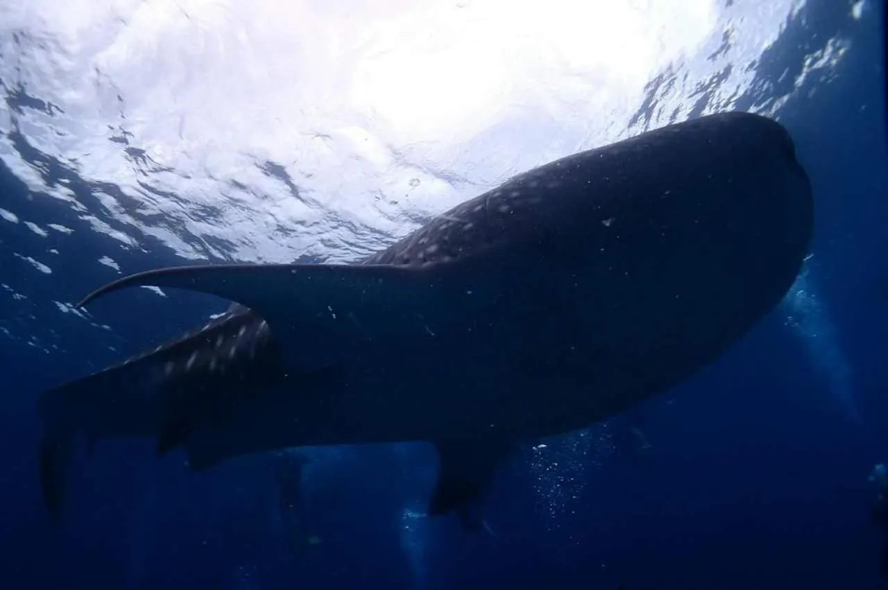 Diving in Oceanism海洋主义潜水度假酒店