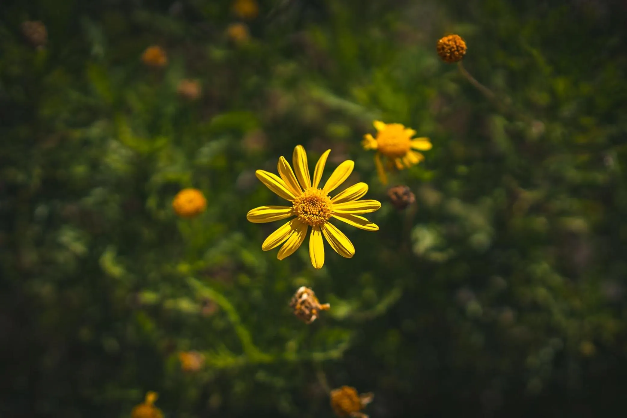 Spring in HolaCamp Chilches