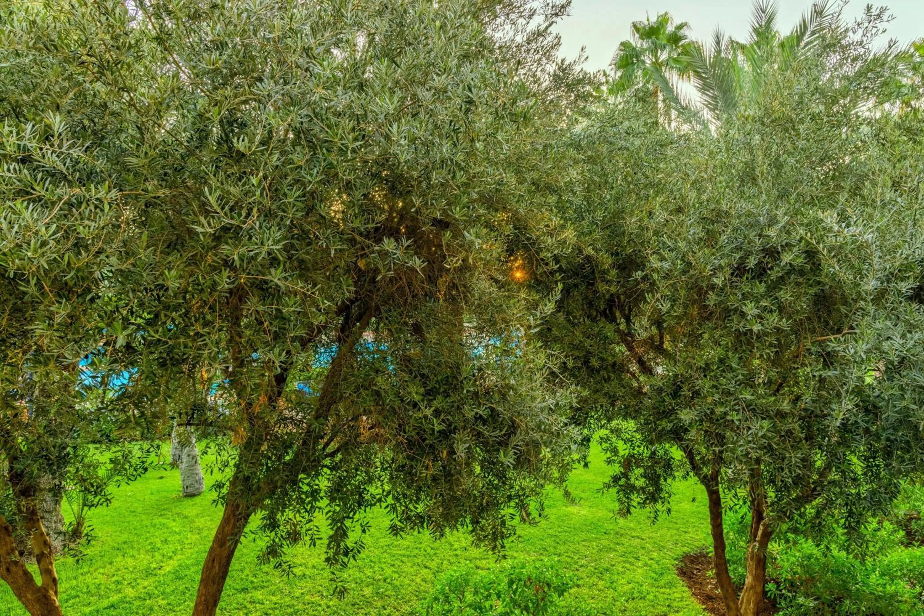 Photo of the whole room in Le Meridien N'fis