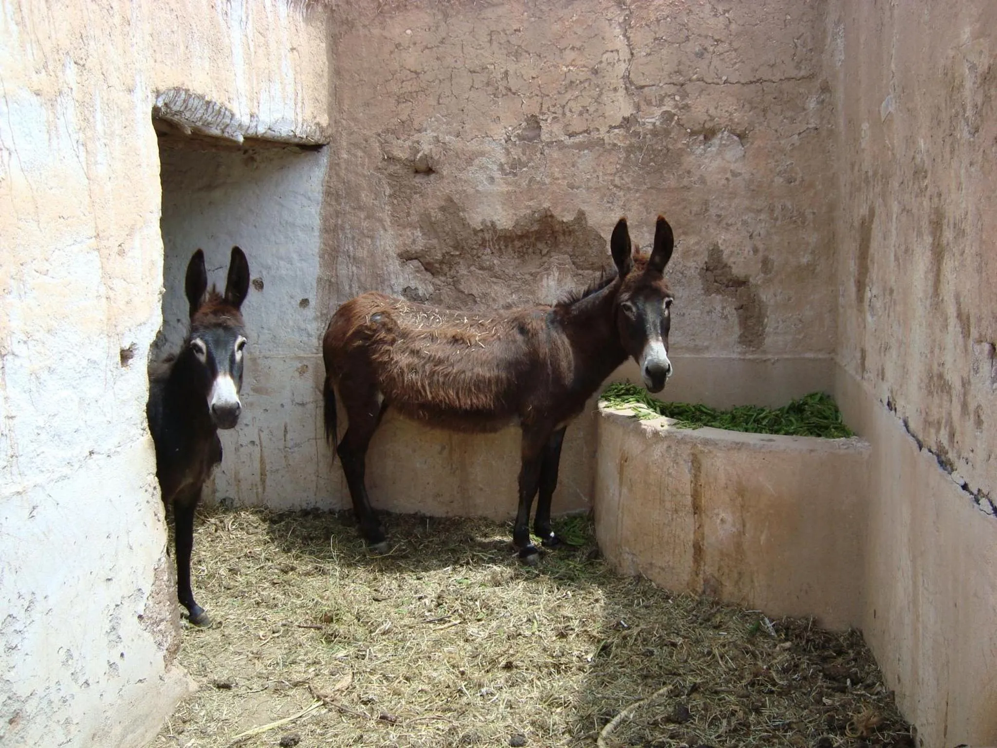 Other in Jnane Tihihit