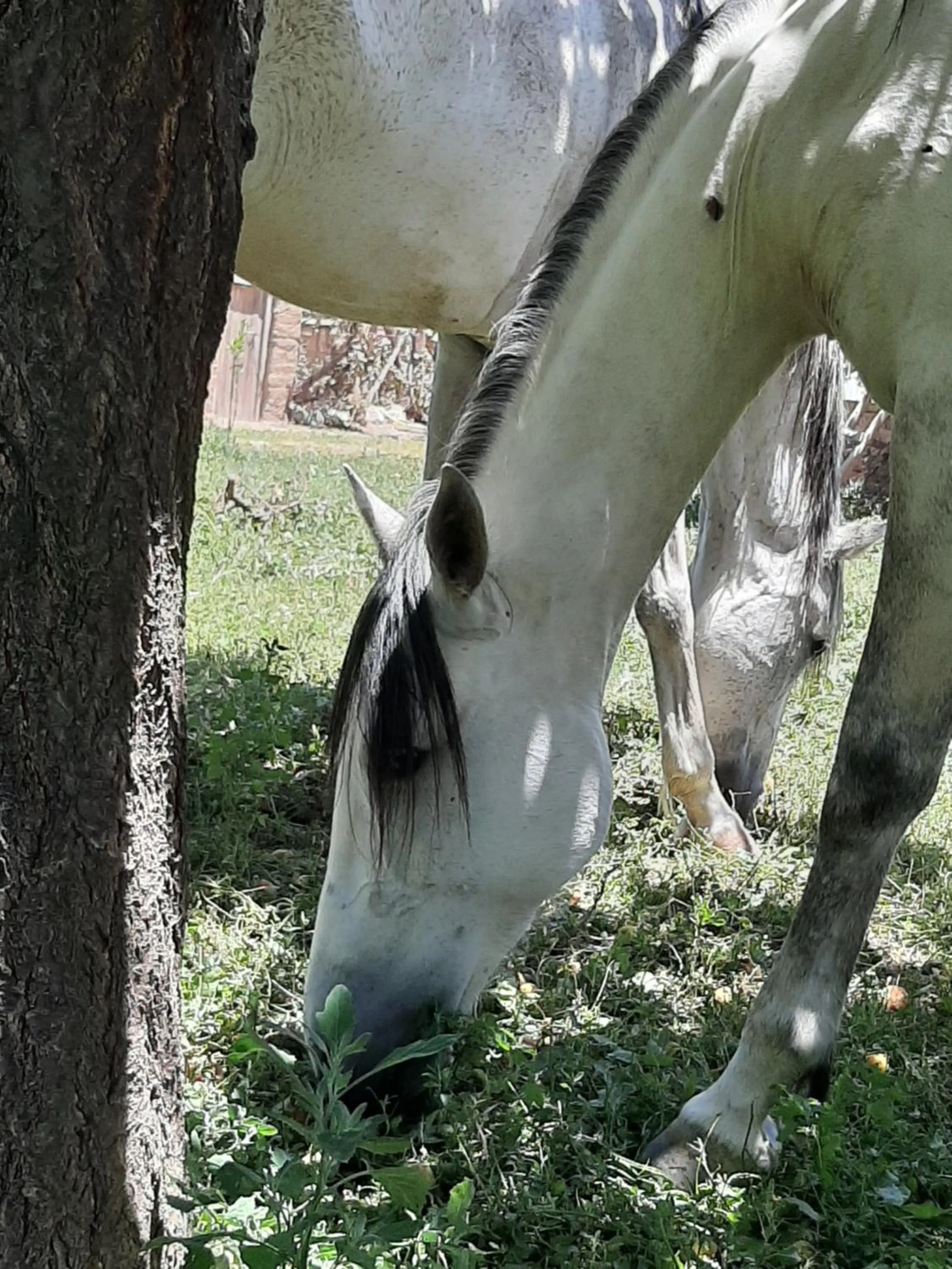 Horse-riding in Jnane Tihihit