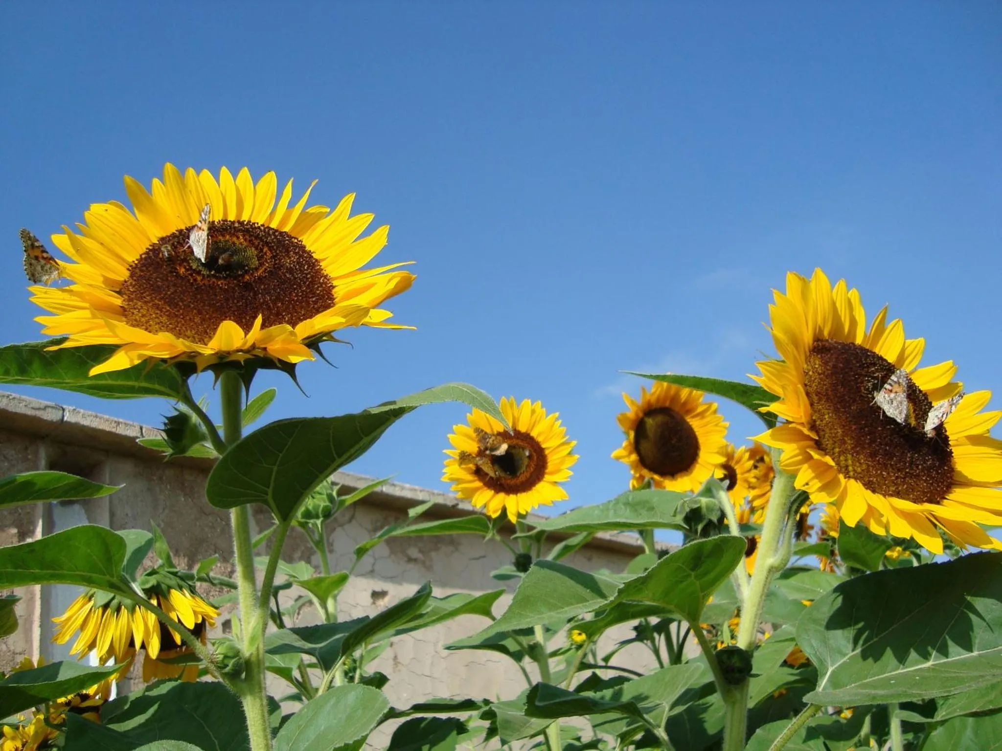Garden in Jnane Tihihit